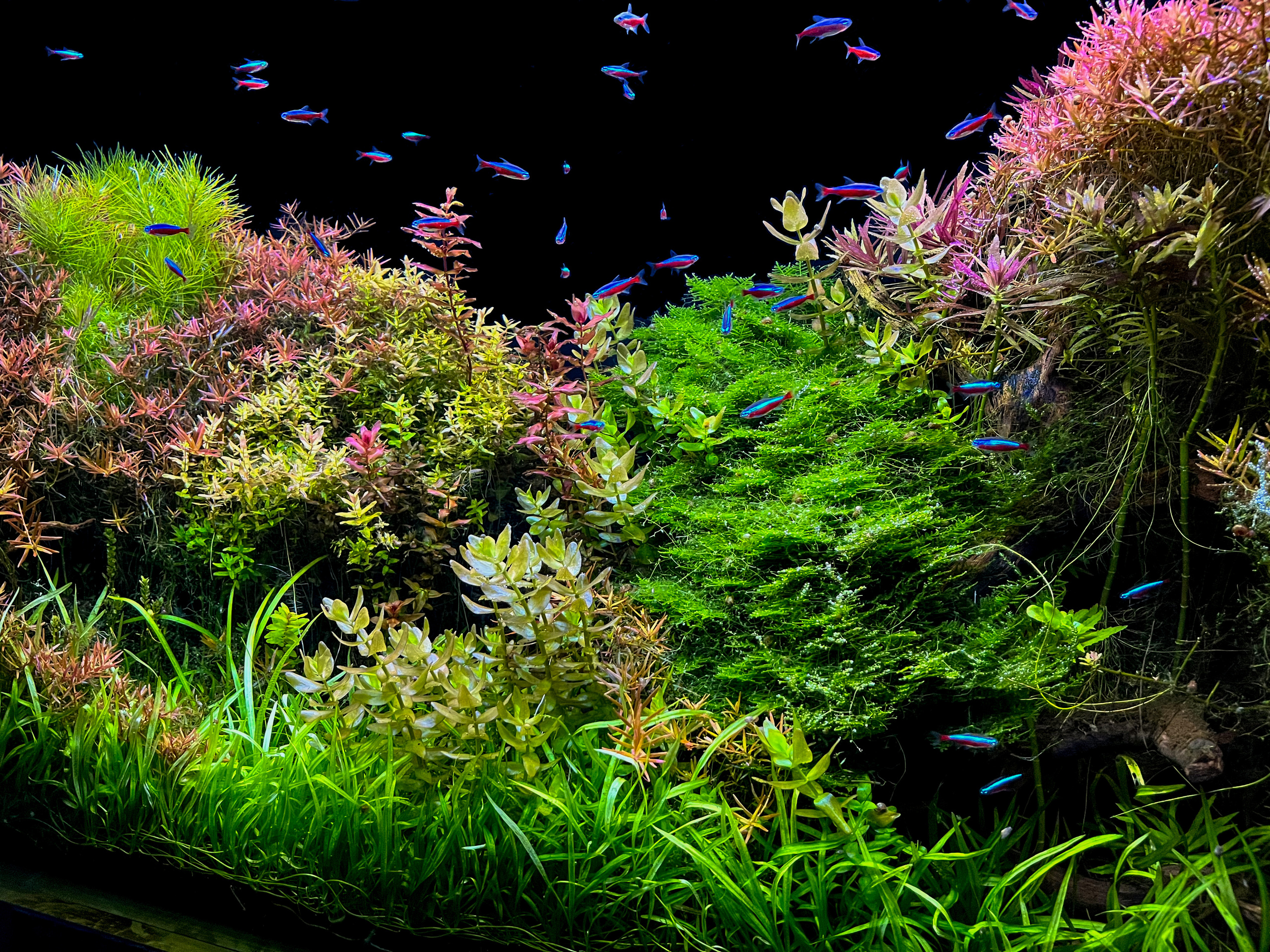 Опыт работы. Аквариумист Максим Ерёмин. Aqua Maxim