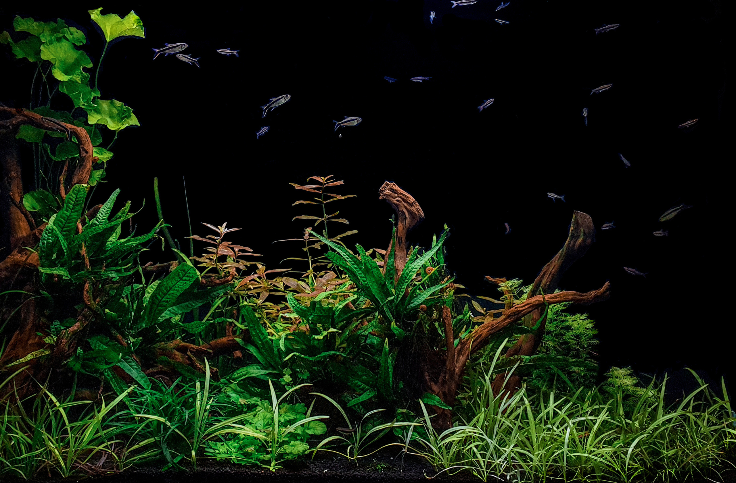 Опыт работы. Аквариумист Максим Ерёмин. Aqua Maxim