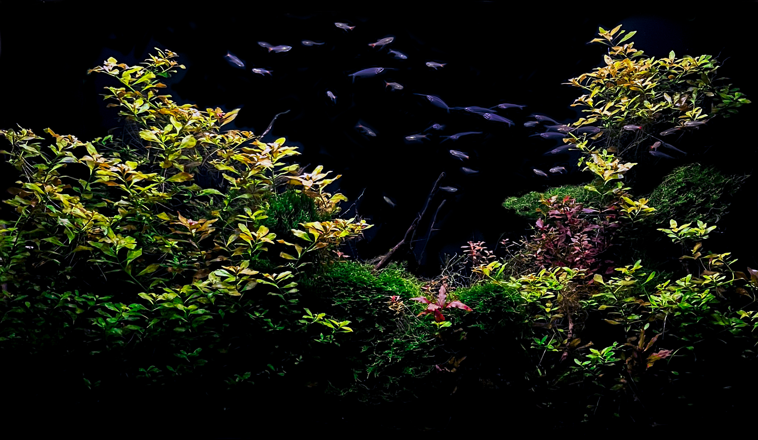 Опыт работы. Аквариумист Максим Ерёмин. Aqua Maxim