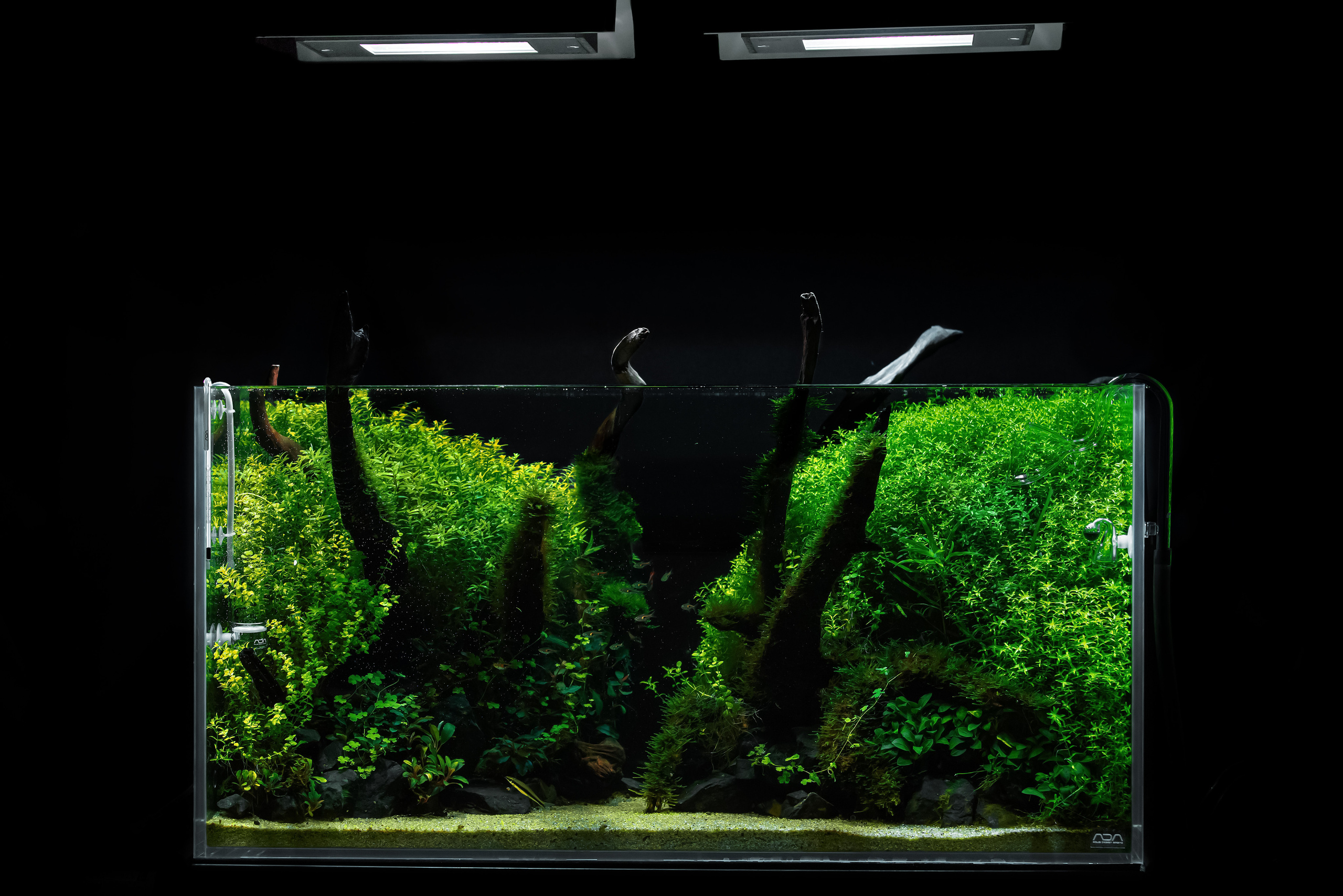 Опыт работы. Аквариумист Максим Ерёмин. Aqua Maxim