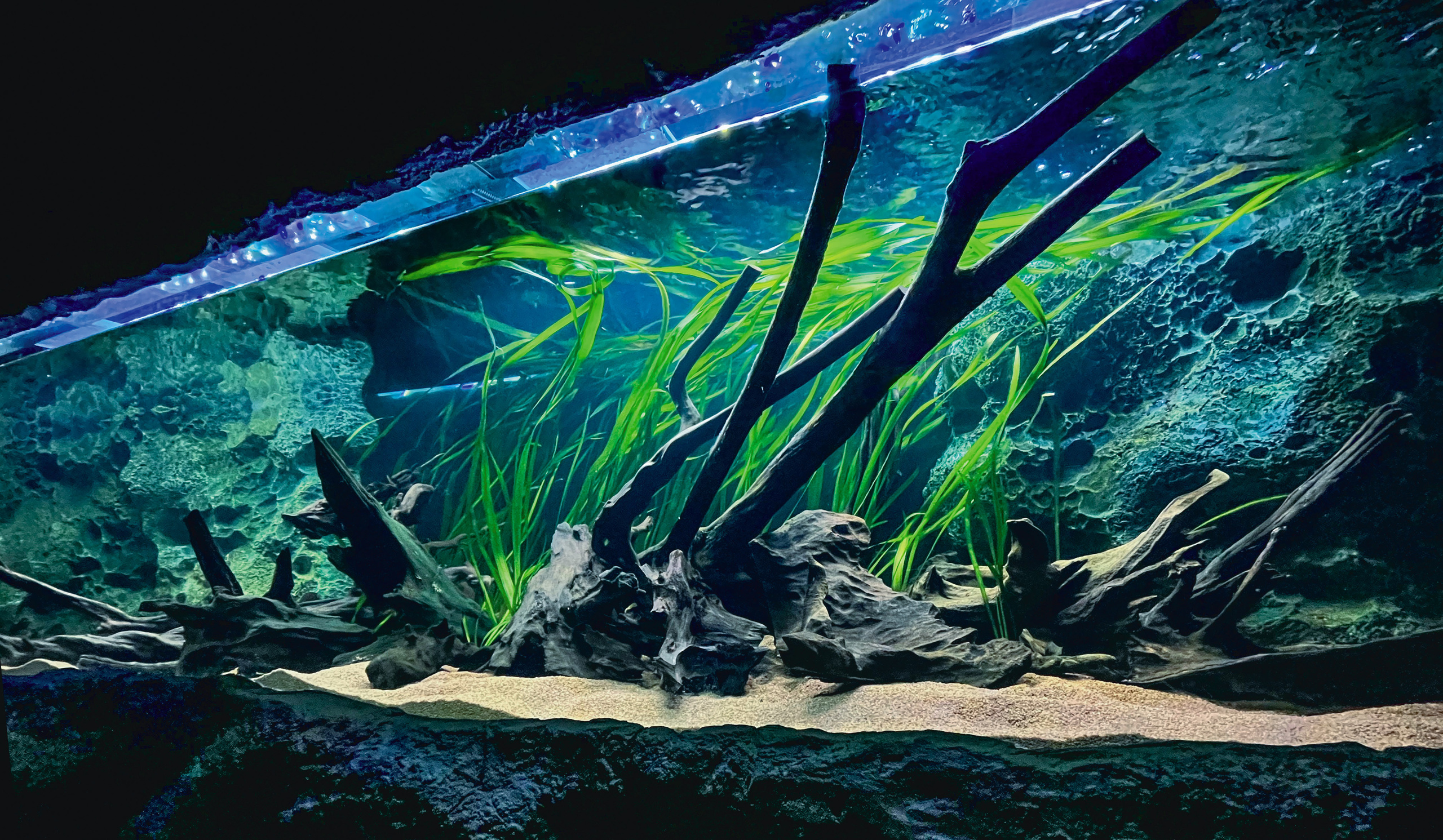 Опыт работы. Аквариумист Максим Ерёмин. Aqua Maxim