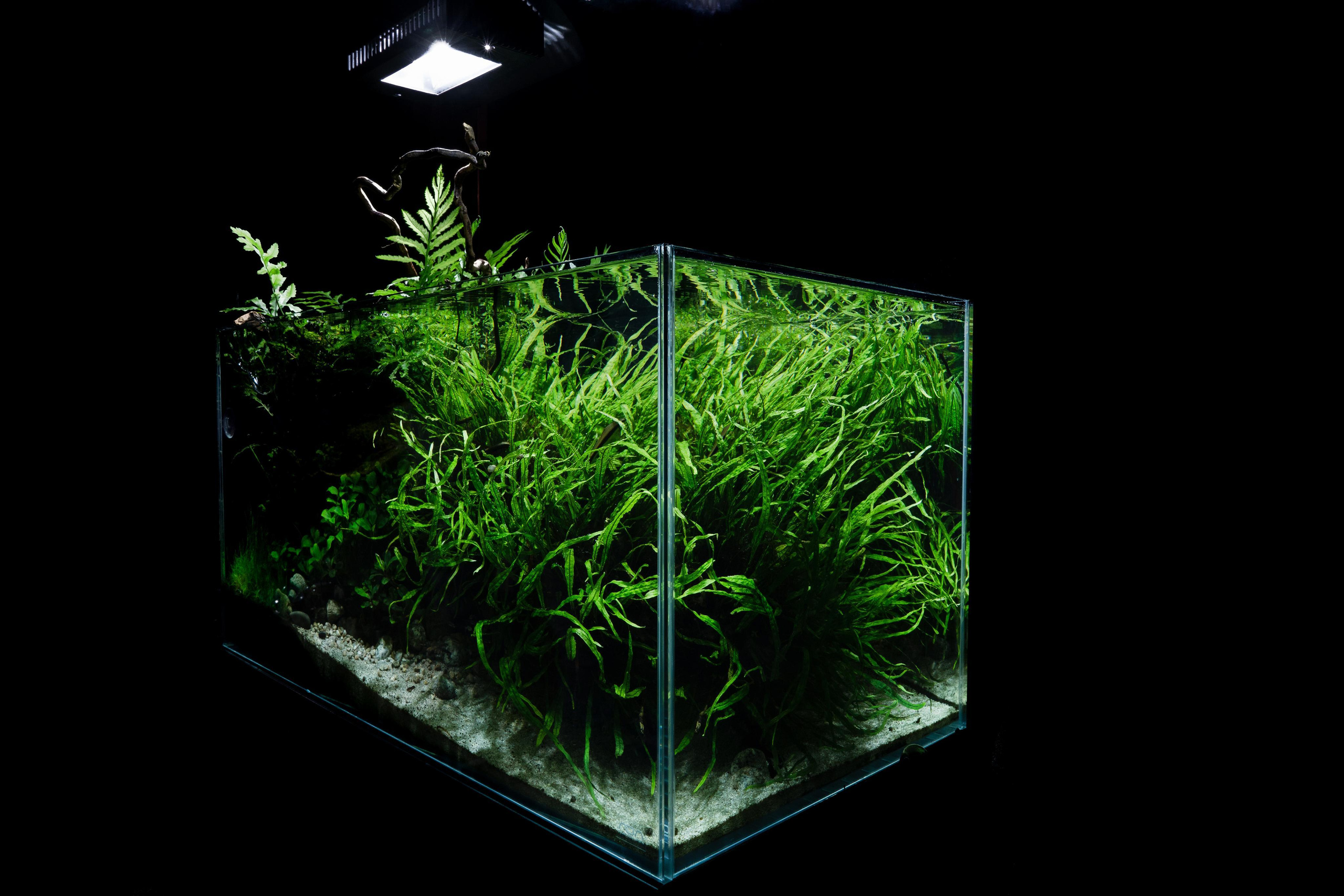 Опыт работы. Аквариумист Максим Ерёмин. Aqua Maxim