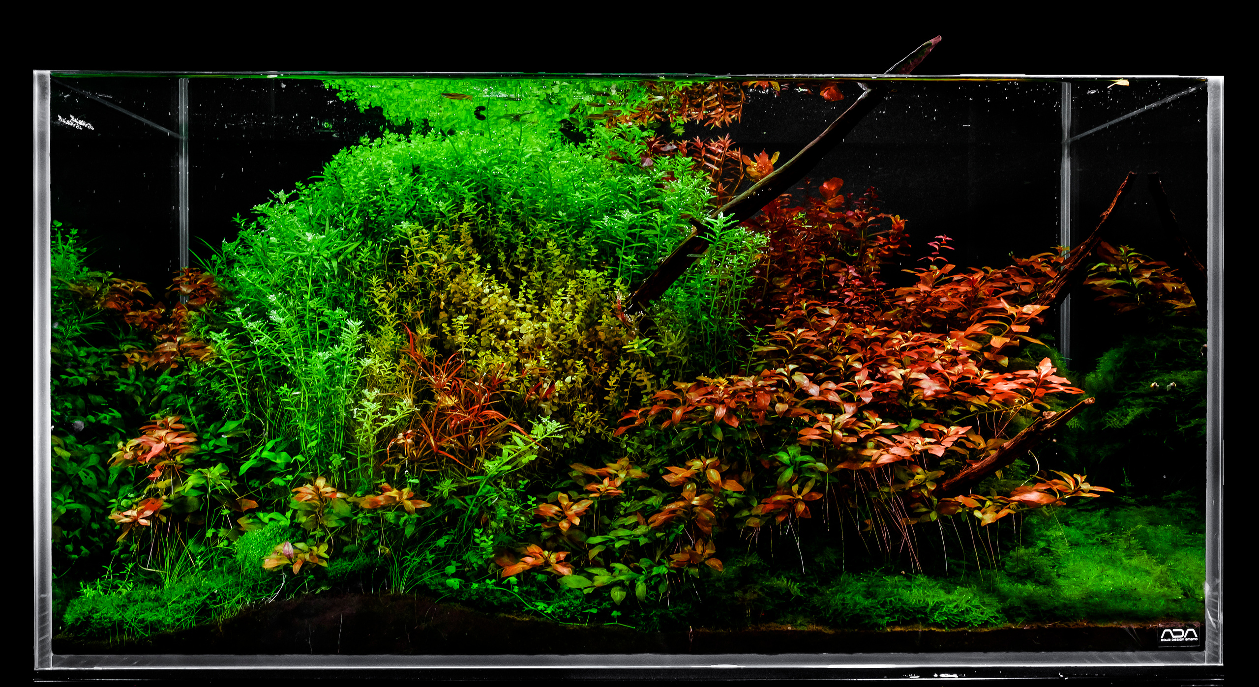 Опыт работы. Аквариумист Максим Ерёмин. Aqua Maxim