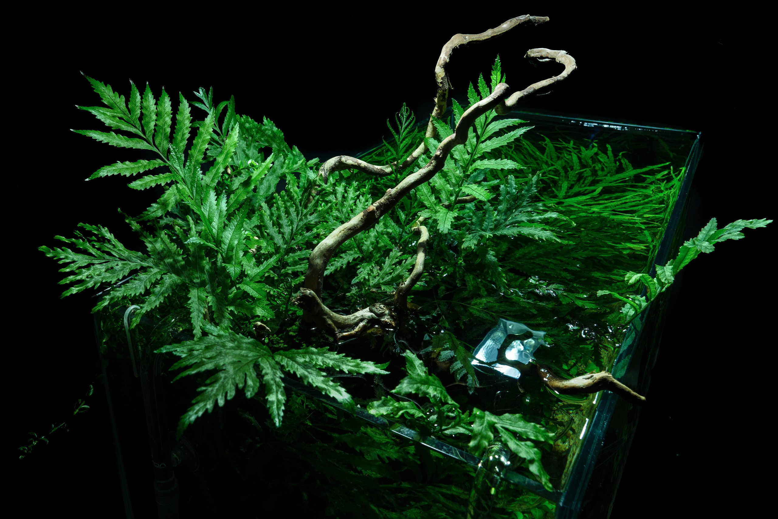 Опыт работы. Аквариумист Максим Ерёмин. Aqua Maxim