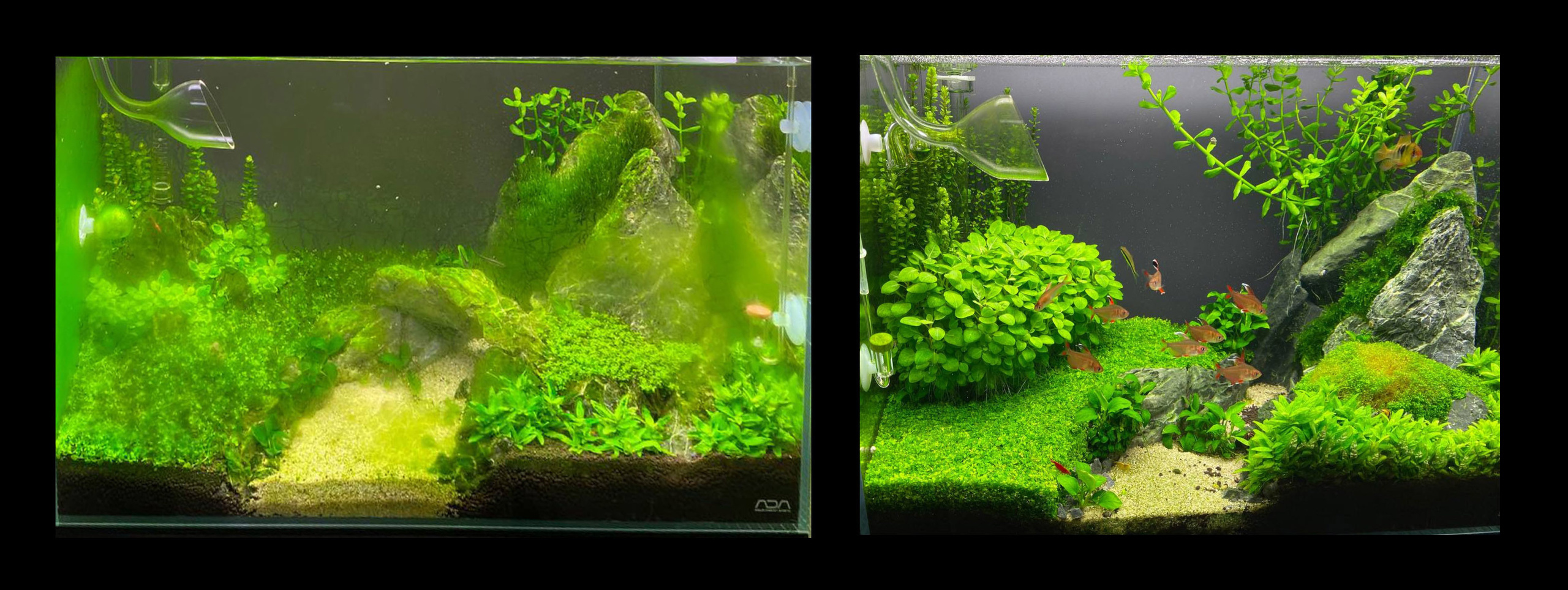 Опыт работы. Аквариумист Максим Ерёмин. Aqua Maxim