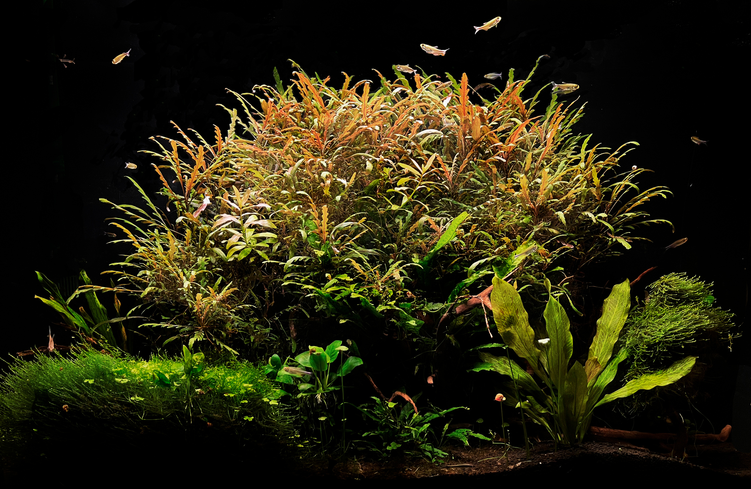 Опыт работы. Аквариумист Максим Ерёмин. Aqua Maxim