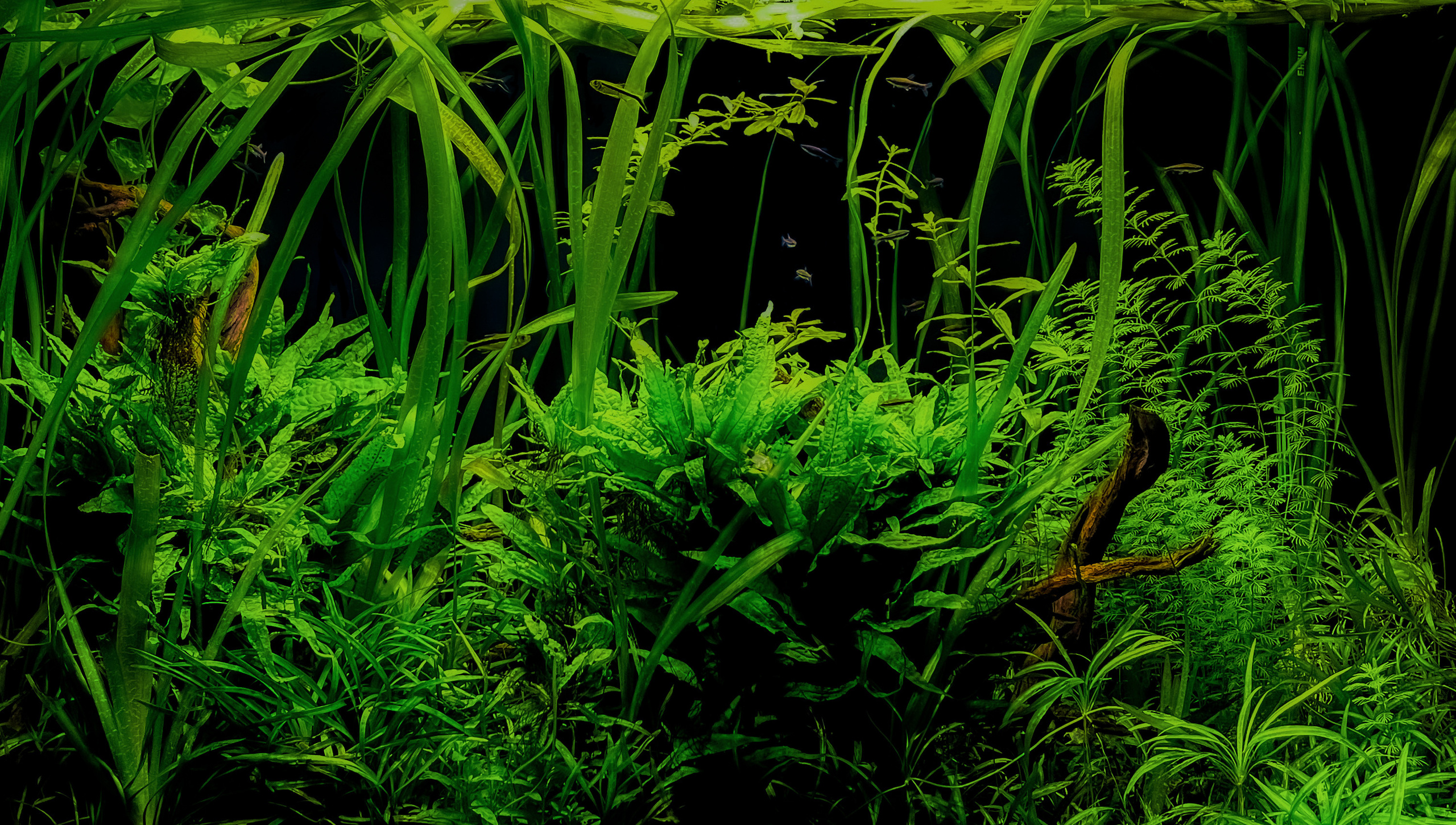 Опыт работы. Аквариумист Максим Ерёмин. Aqua Maxim