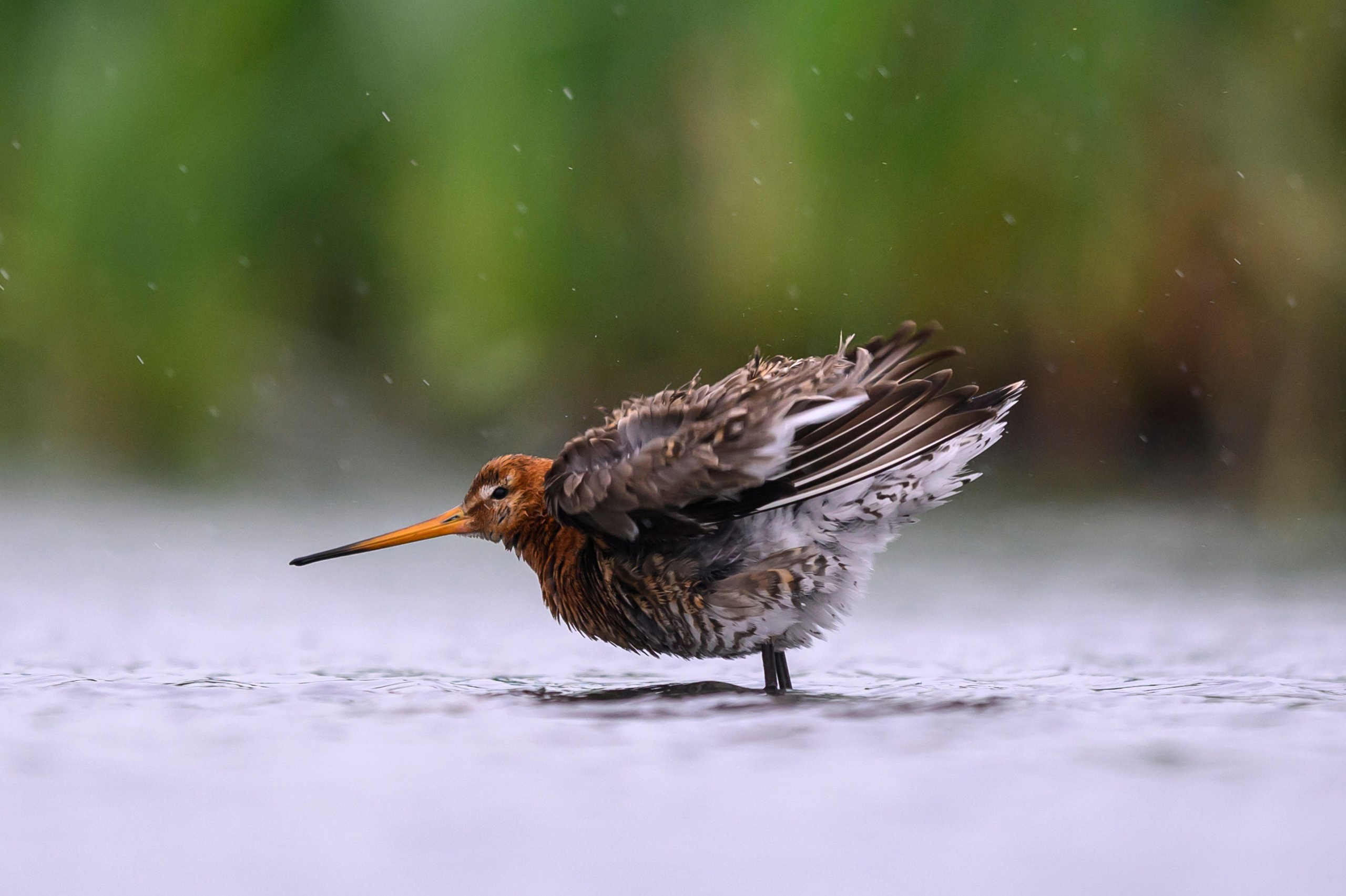 Поручейники и большой веретенник. Wildlife photography by Sergey Puponin