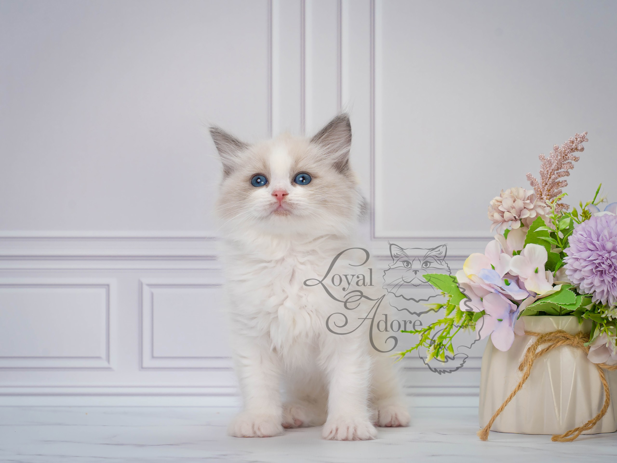Котята рэгдолл от Loyal Adore. Питомник рэгдолл Loyal Adore
