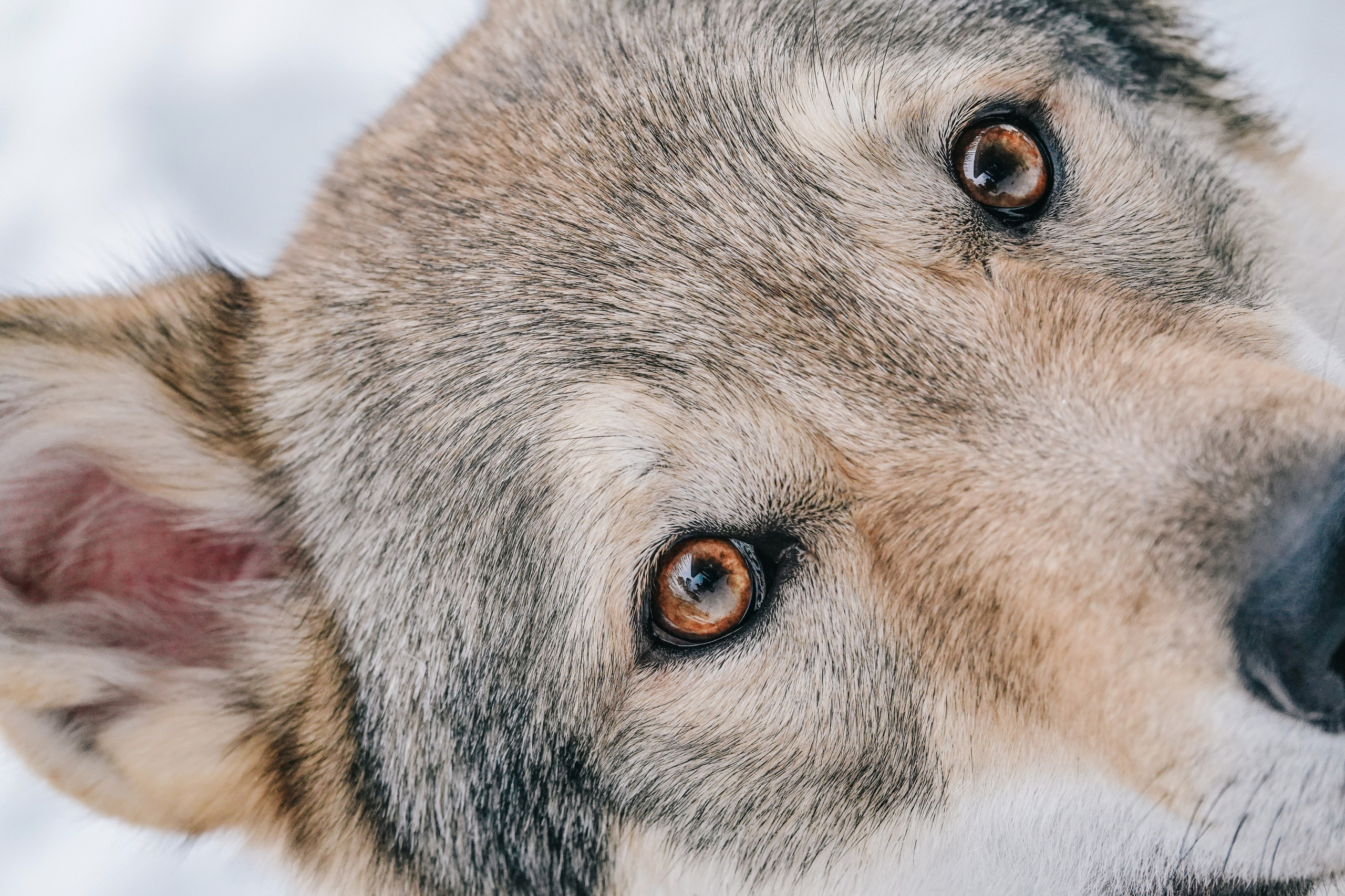 Волчьи старты. Фотограф-анималист в Москве Юлия Лайхо