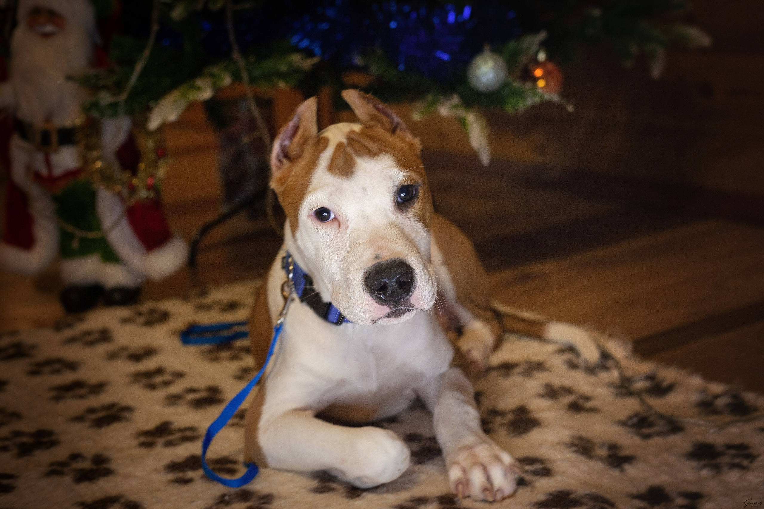 Щенки. Slavilada-Лапки. Свет. Любовь… Профессиональная фотосессия питомцев Для памяти, пристройства и продажи. Хабаровск