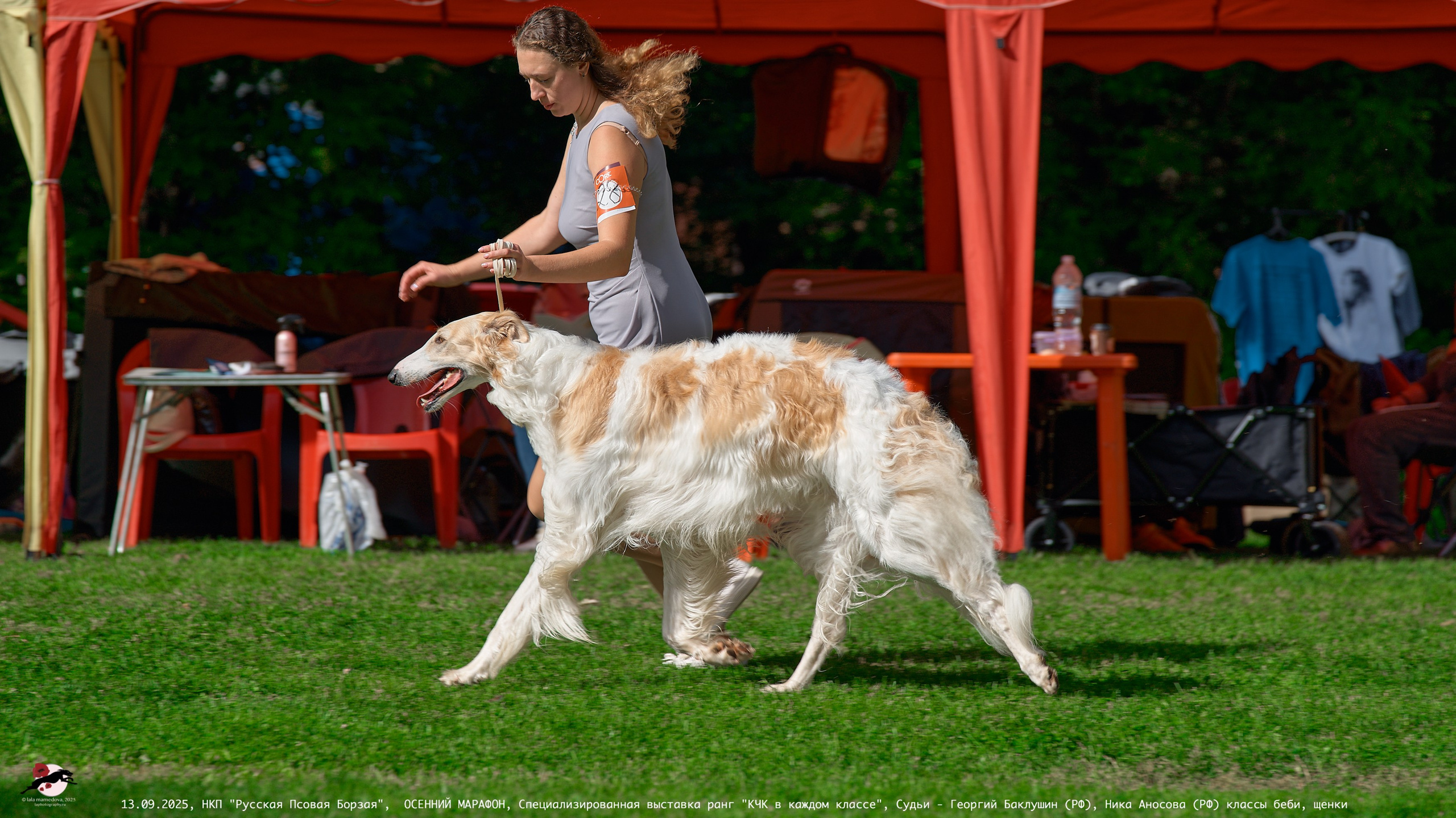 ОСЕННИЙ МАРАФОН | Специализированная выставка породы Русская Псовая Борзая ранг "КЧК в каждом классе"