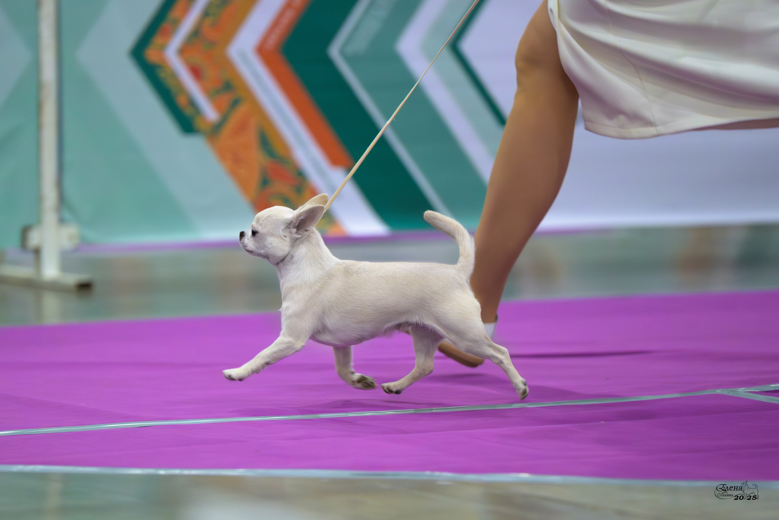 15-16.11.2025 ЕВРАЗИЯ г. Москва. Фотограф анималист Елена Галдина г. Красноярск