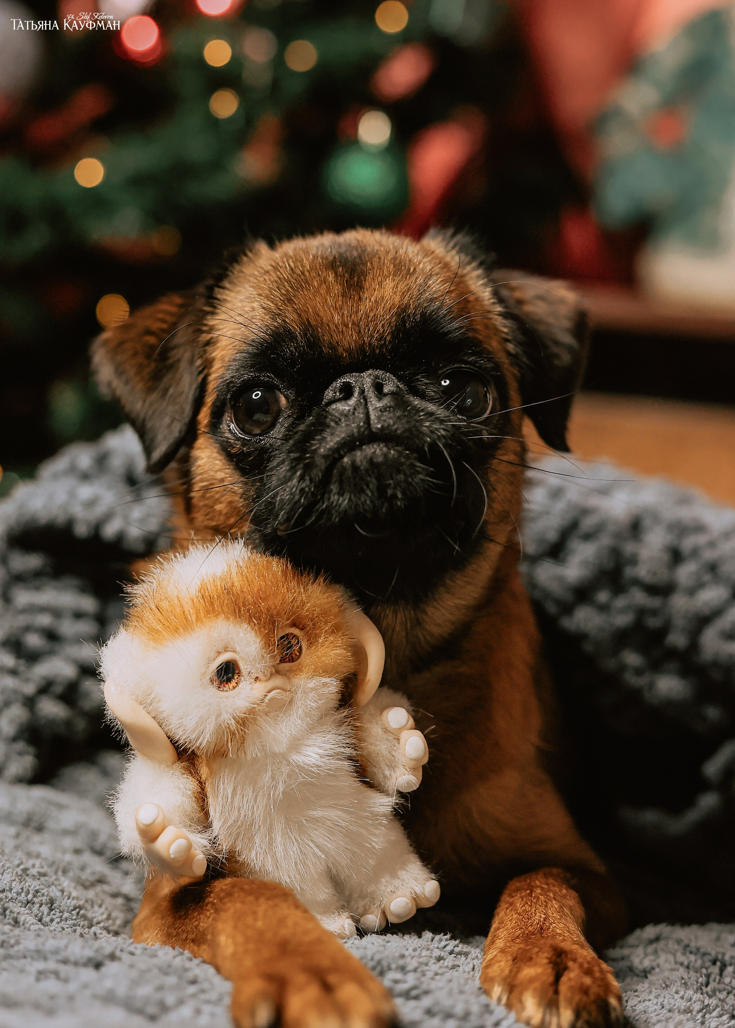 Малый брабансон, фотография брабансон, красивая собака, фотограф анималист, фотокурс Анималистика, научиться фотографировать собак, фотограф Новосибирск