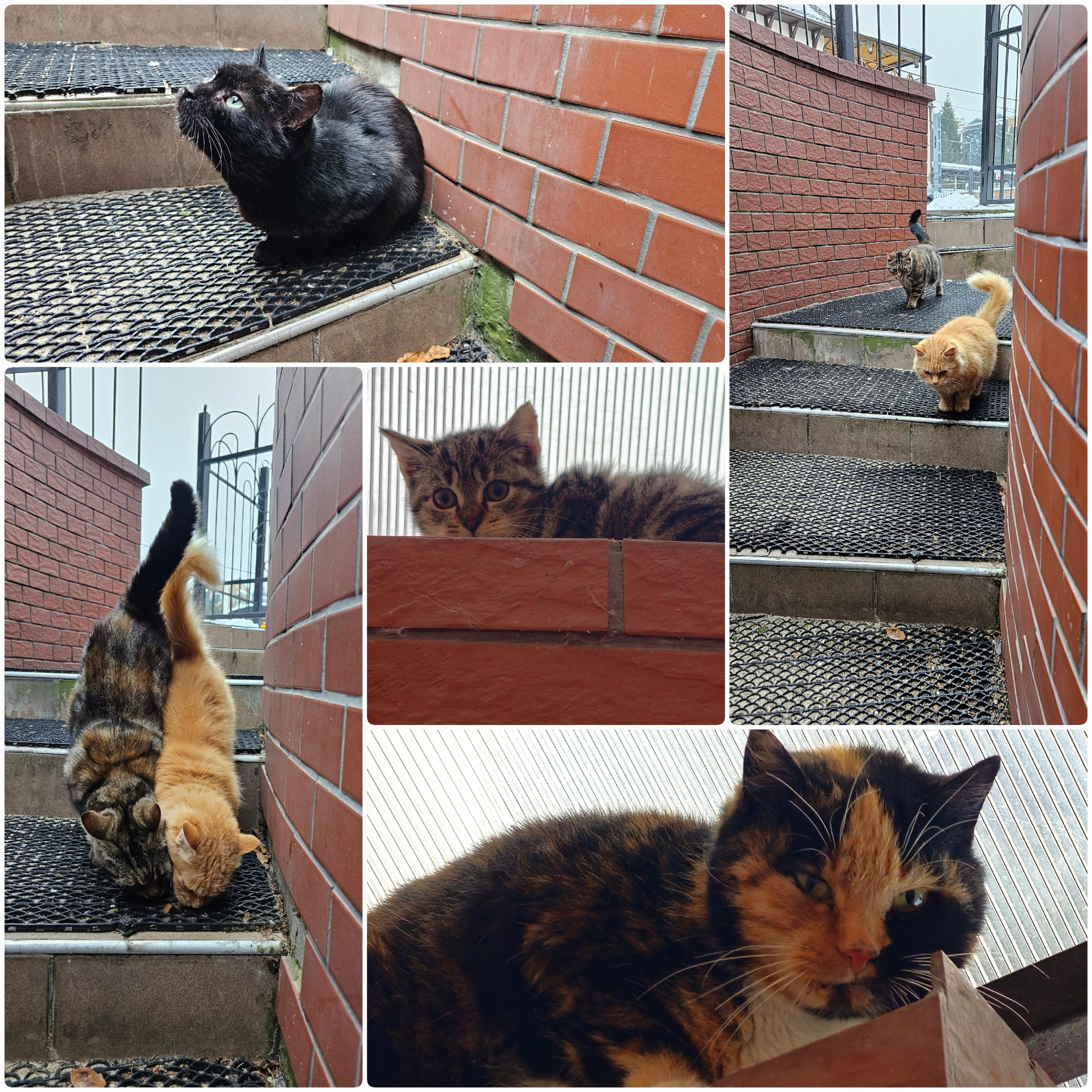 Светлогорские коты, милые животные, кошки, котики, кошаки.