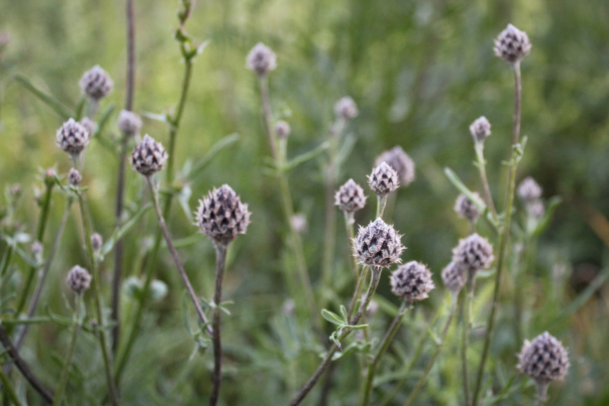 Пос. Мирный. Фотограф Ксения Монахова