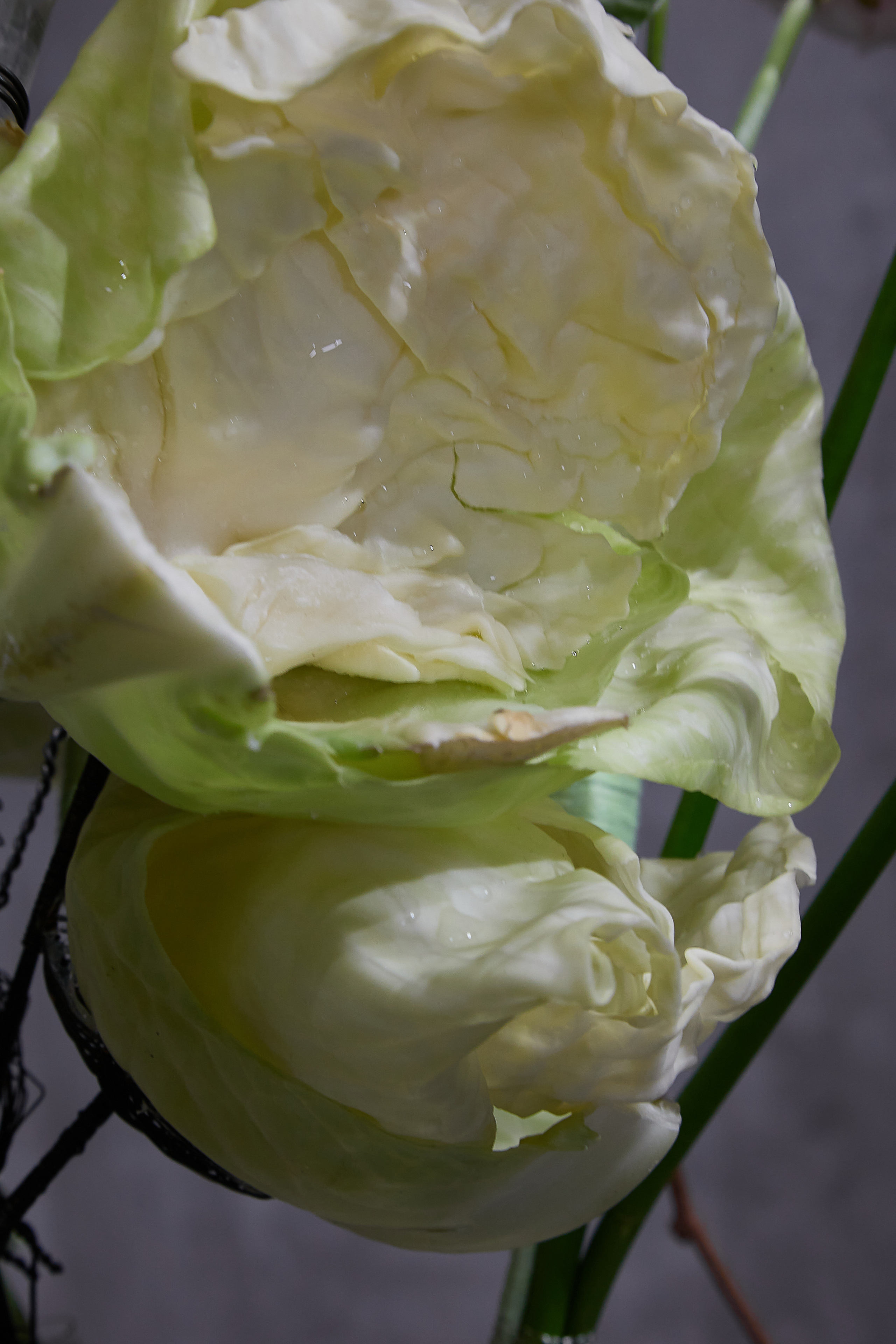 Большая глина № 4 и флористика. Maria Poleshchuk, commercial photographer in Sydney