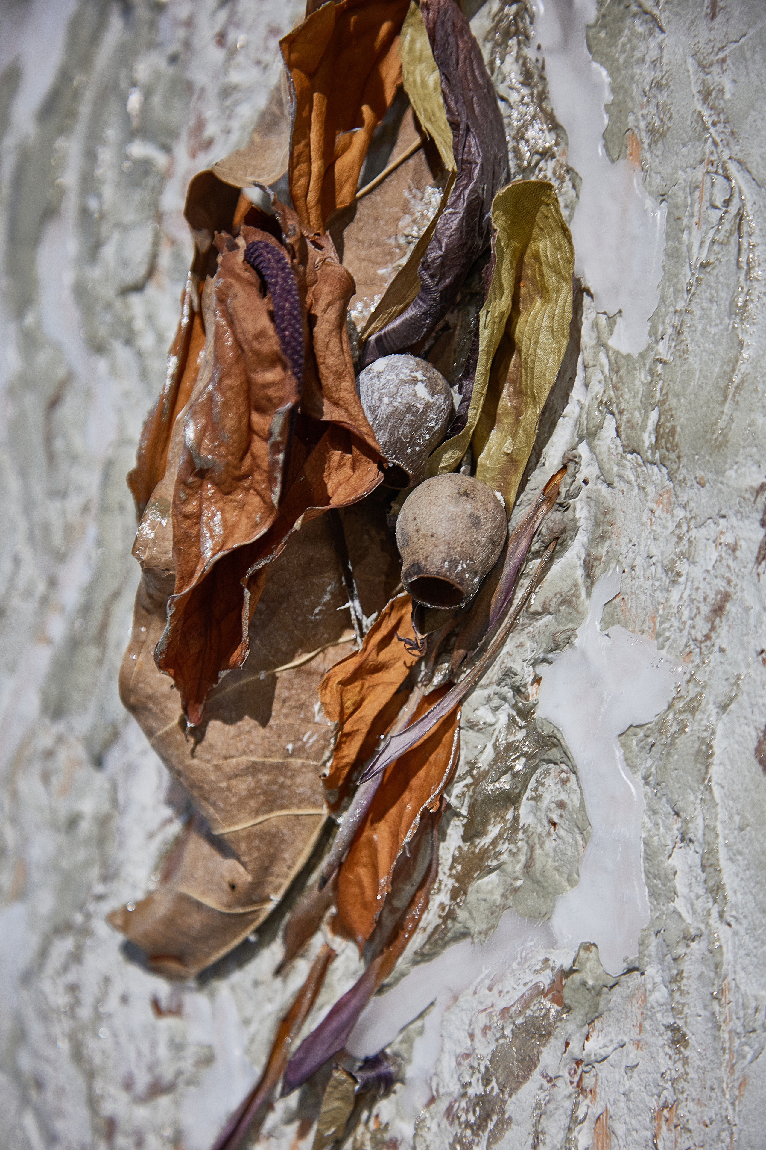 Коллажи в технике "Терра" в школе флористов-дизайнеров "Николь". Maria Poleshchuk, commercial photographer in Sydney