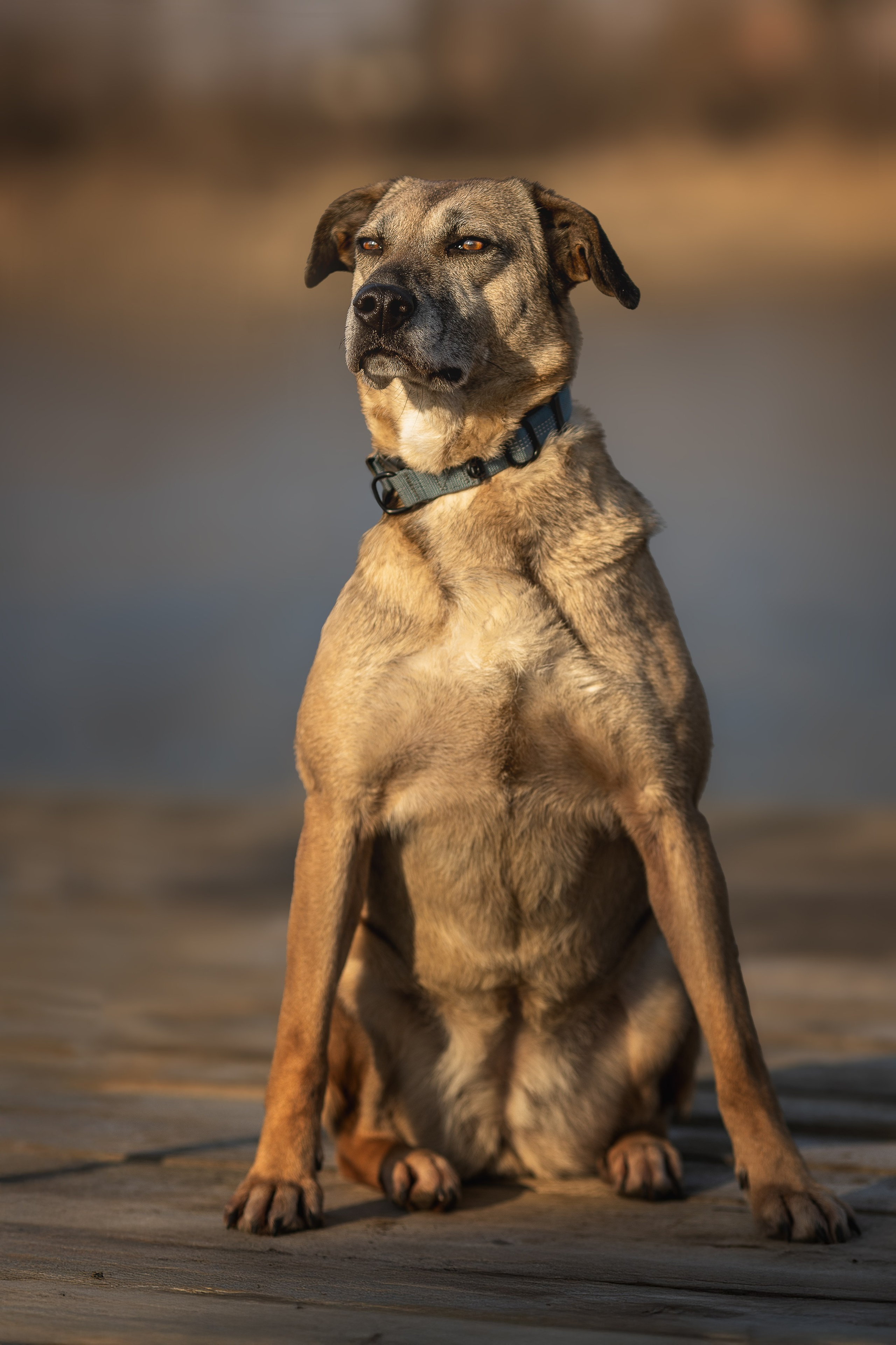 ИЩУТ ДОМ. Фотограф-анималист в Москве и Подмосковье
