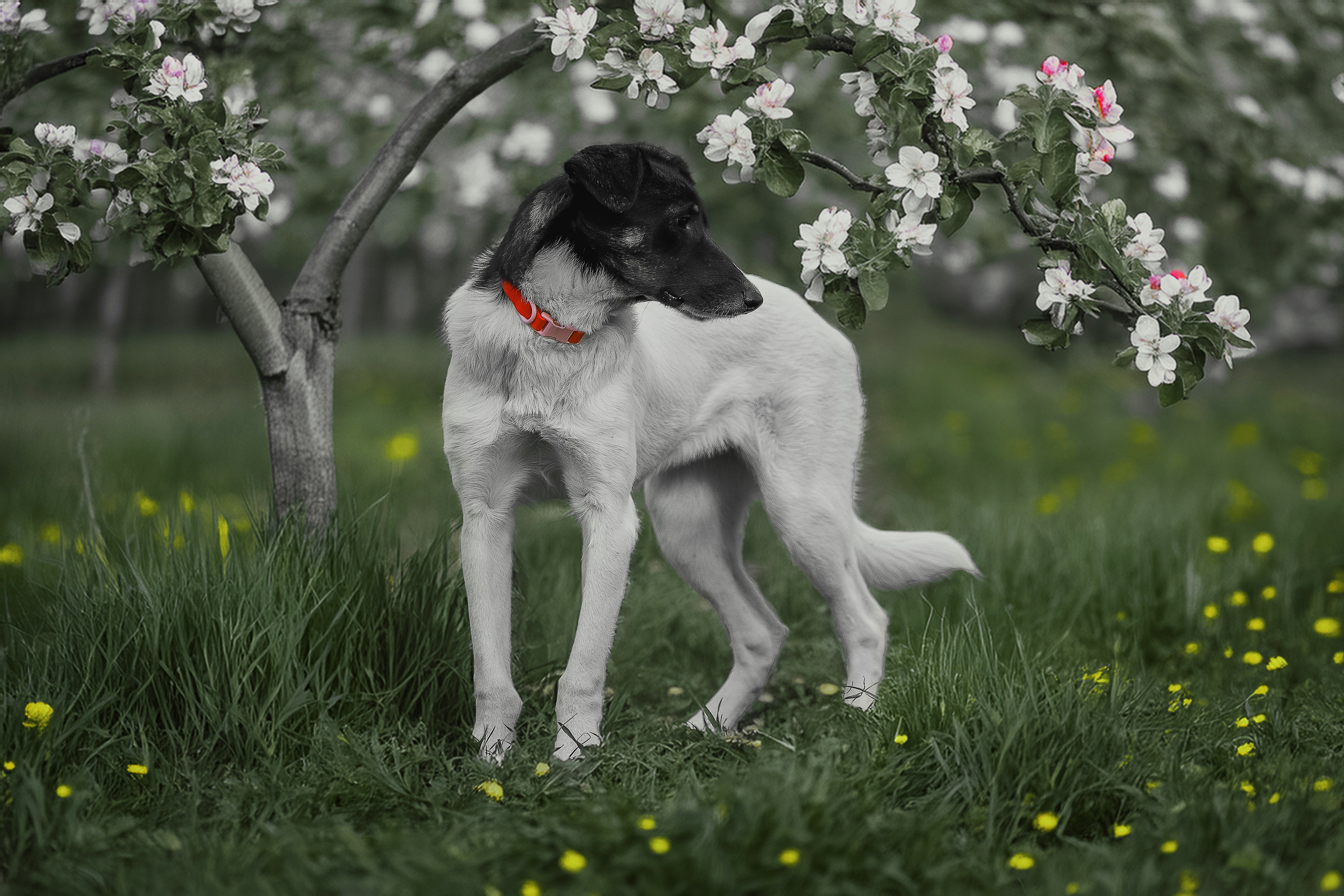 ИЩУТ ДОМ. Фотограф-анималист в Москве и Подмосковье
