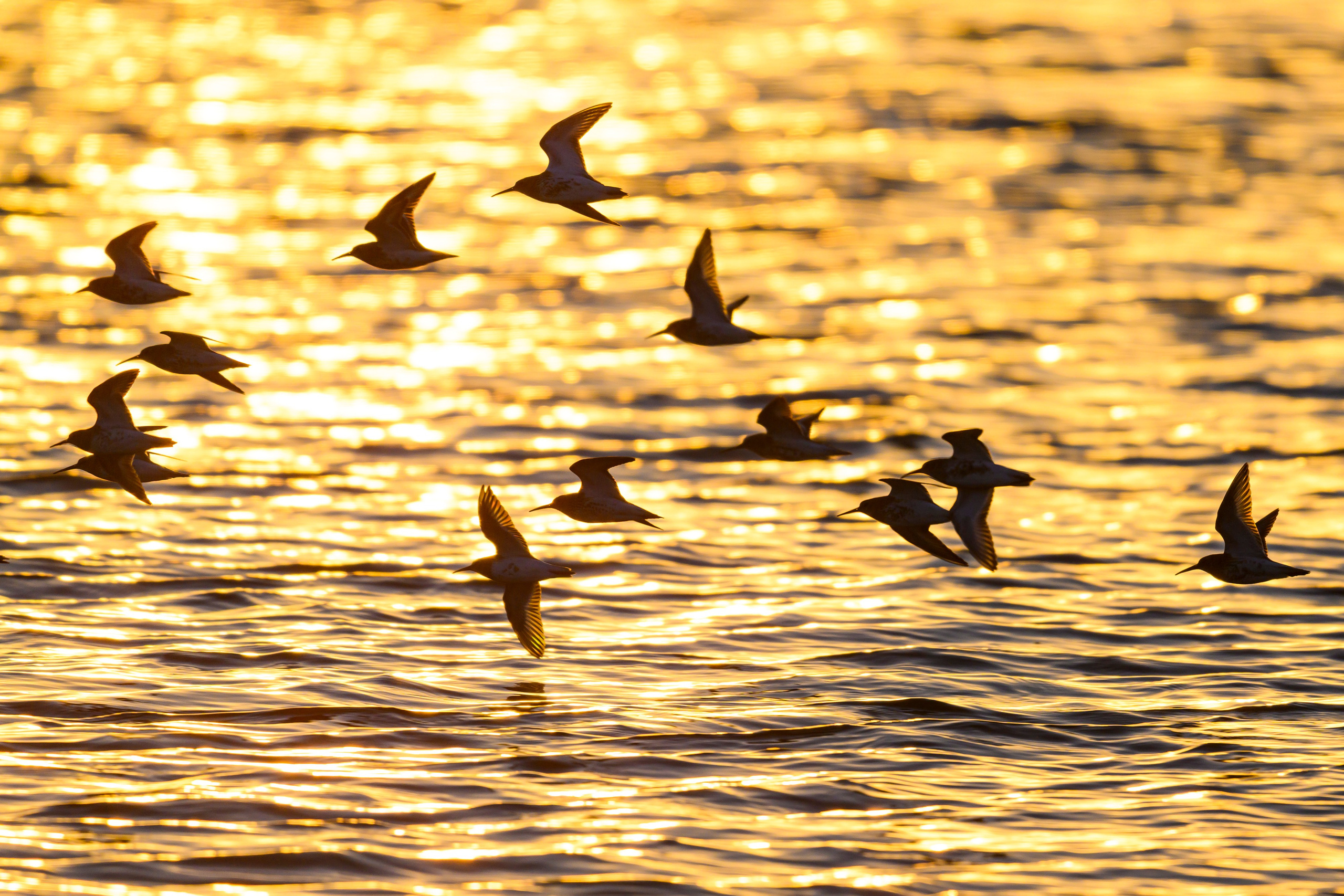 Фифи на рассвете. Wood sandpiper at dawn. Фотограф Сергей Пупонин