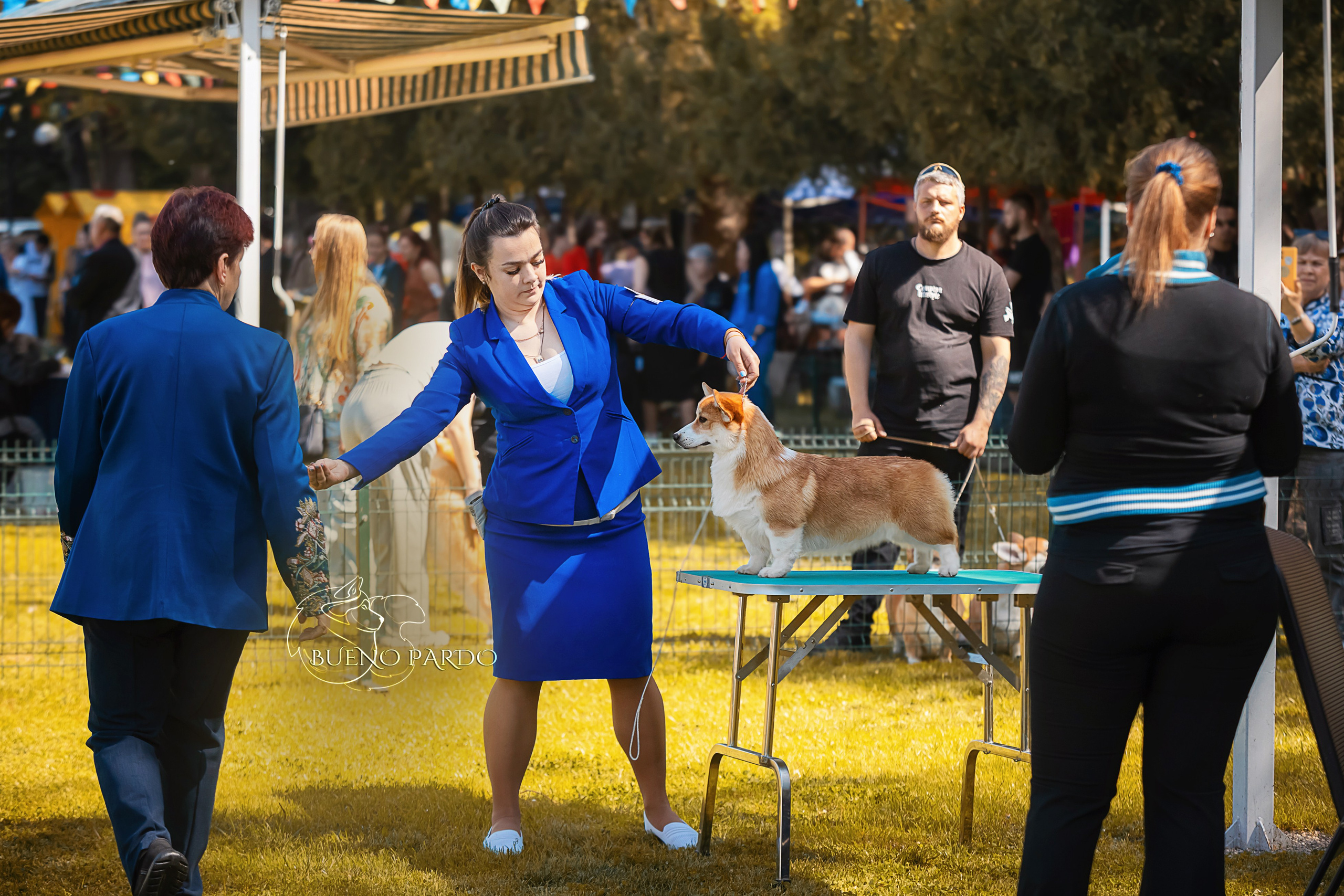 Собаки питомника Bueno Pardo. Питомник собак Акита, Хаски, Корги