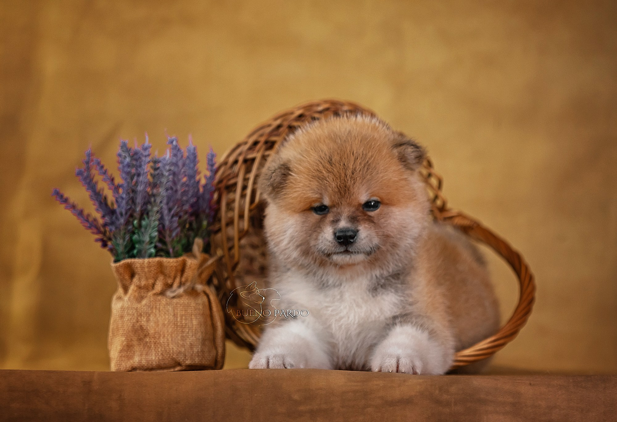 Щенки японской акита ину из питомника. Питомник собак Акита, Хаски, Корги