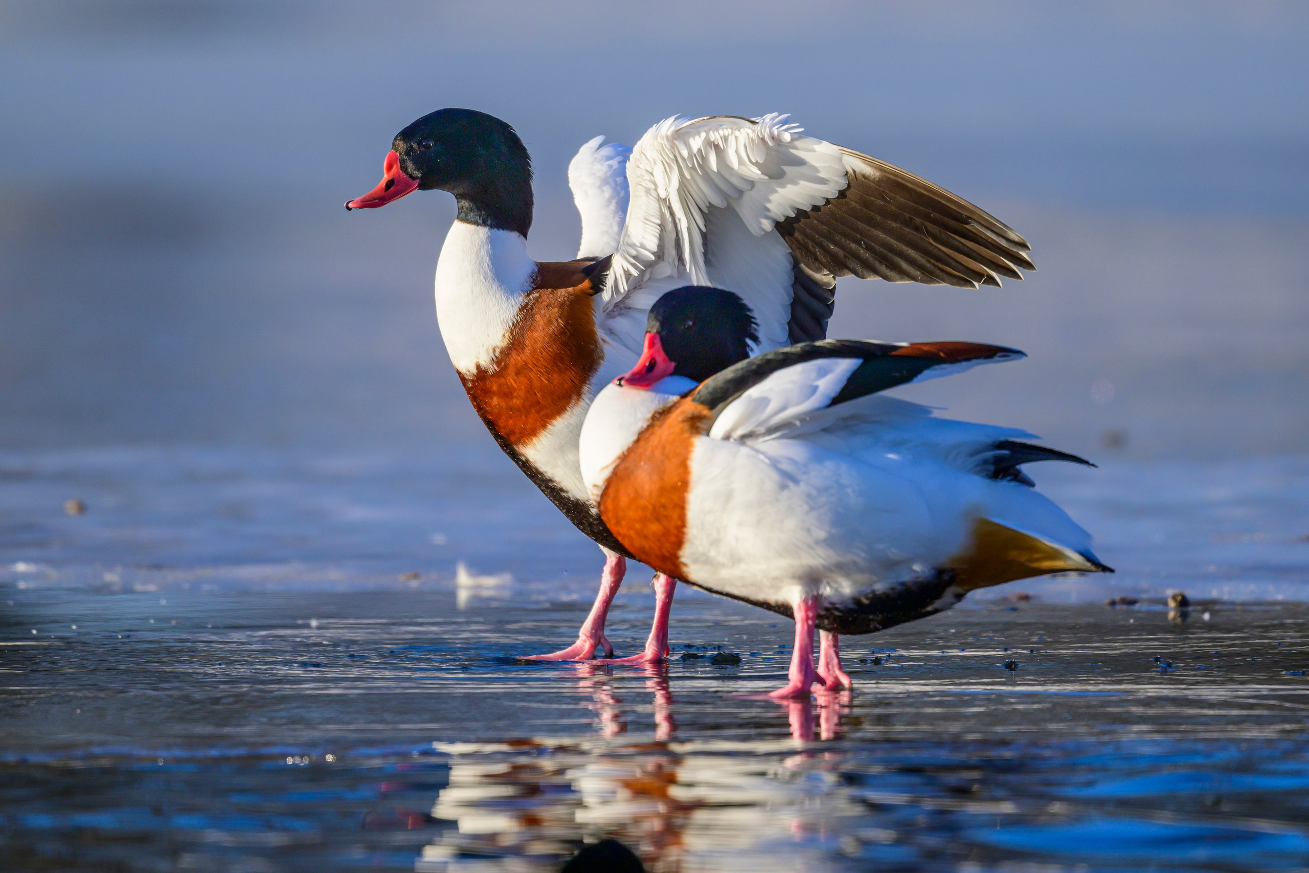 Нырки, пеганки, лебеди. Pochards, shelducks, swans. Wildlife photography by Sergey Puponin