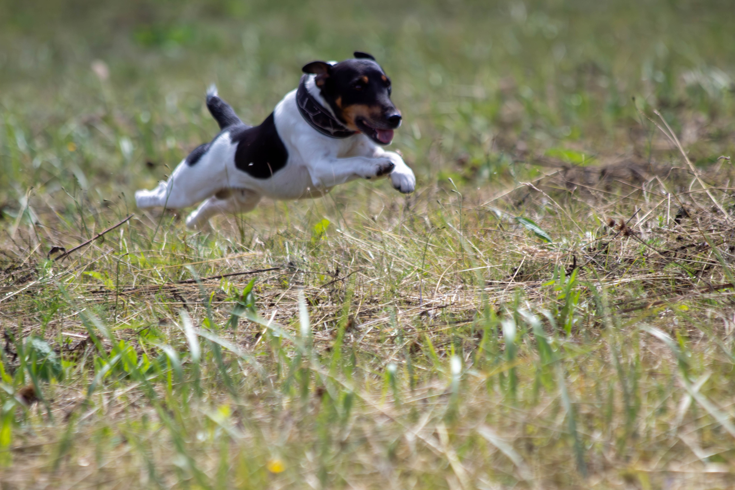 Охота как искусство Ясная поляна. Фотограф анималист — Тула, Москва