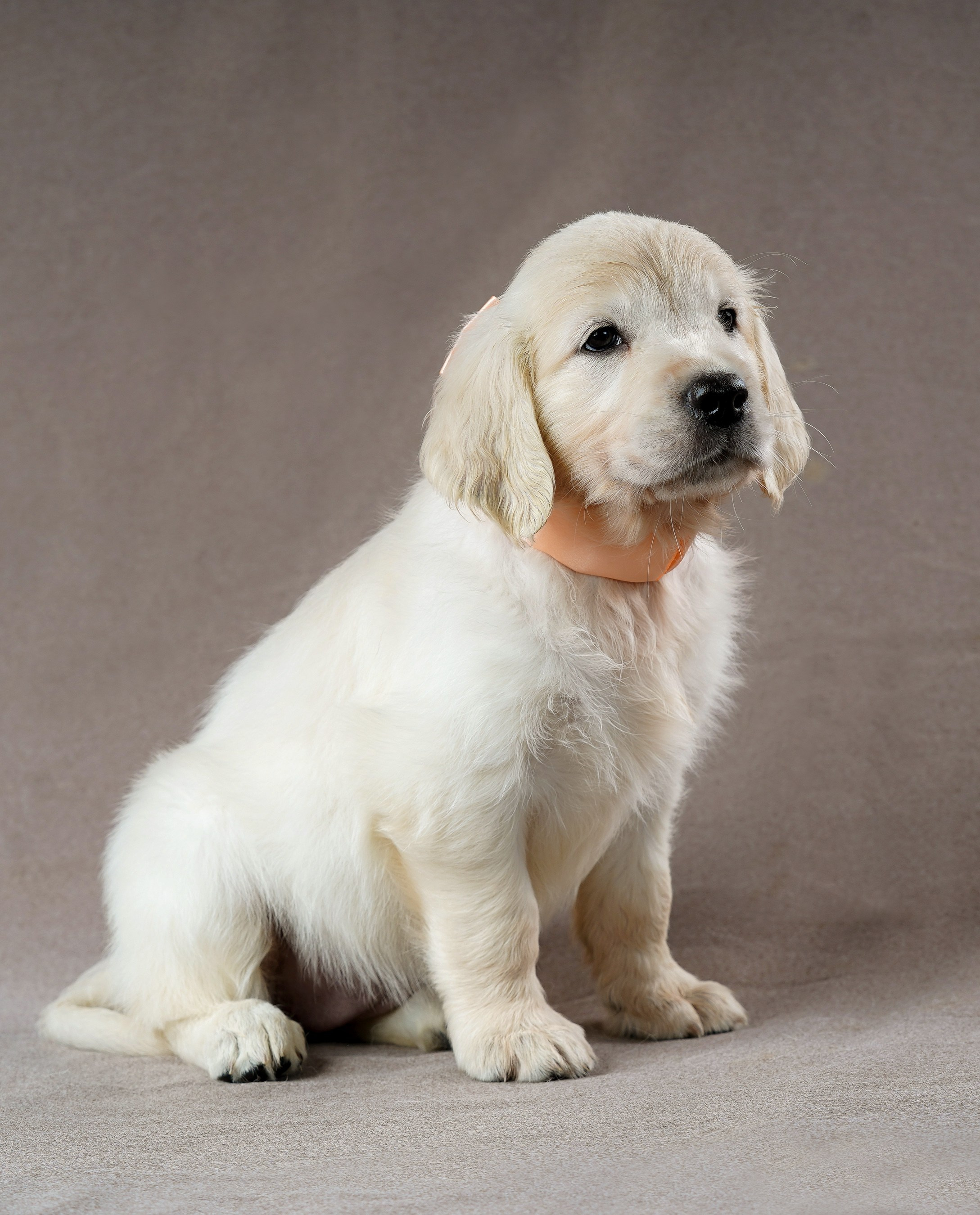 съемка собак, съемка щенков , съемка собак для авито, съемка щенков для авито, грумминг, фотограф животных. фотограф собак,съемка собак Нижний Новгород, съемка собак Бор,