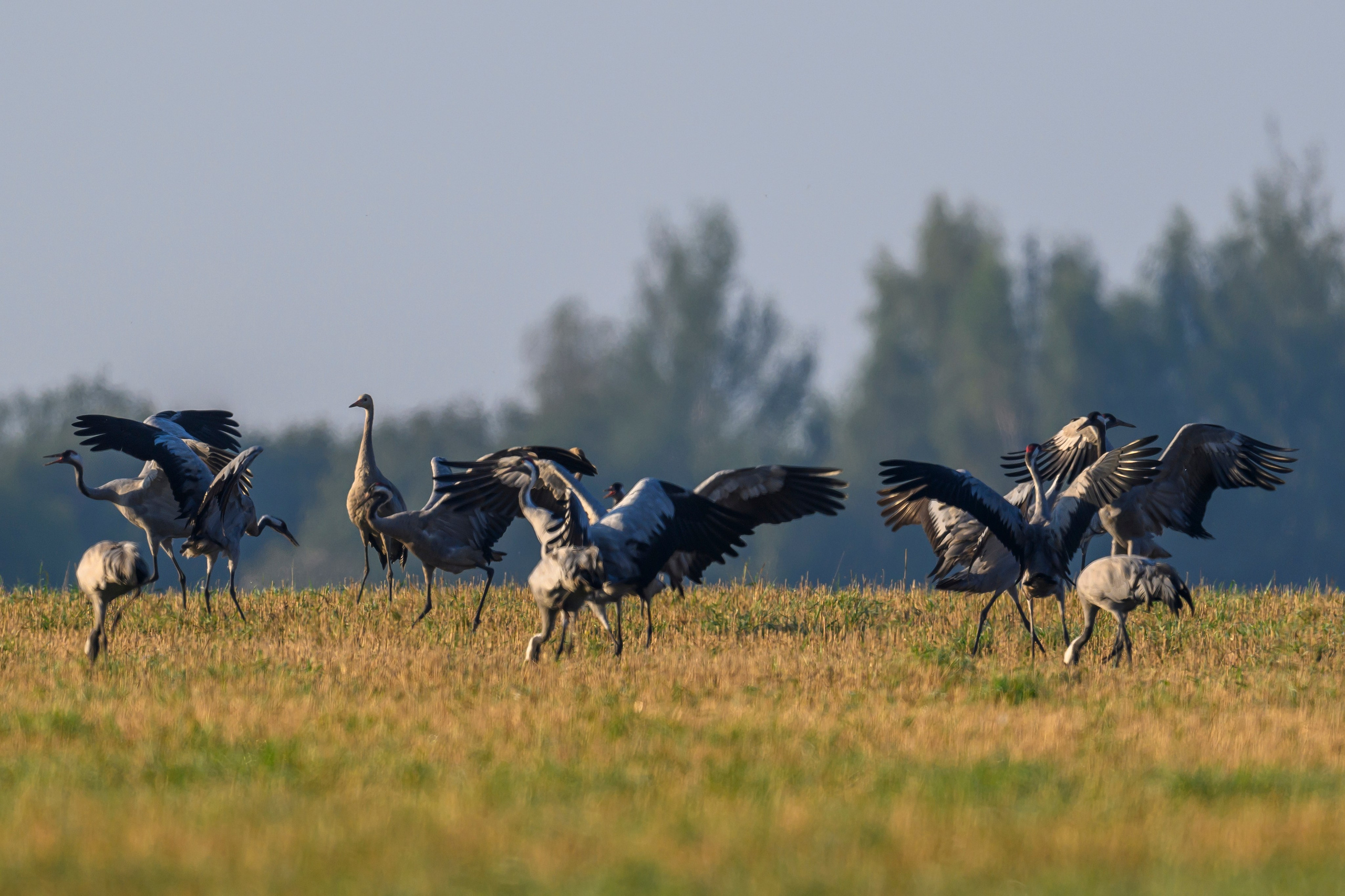 Танцы журавлей. Dances of the Cranes. Фотограф Сергей Пупонин