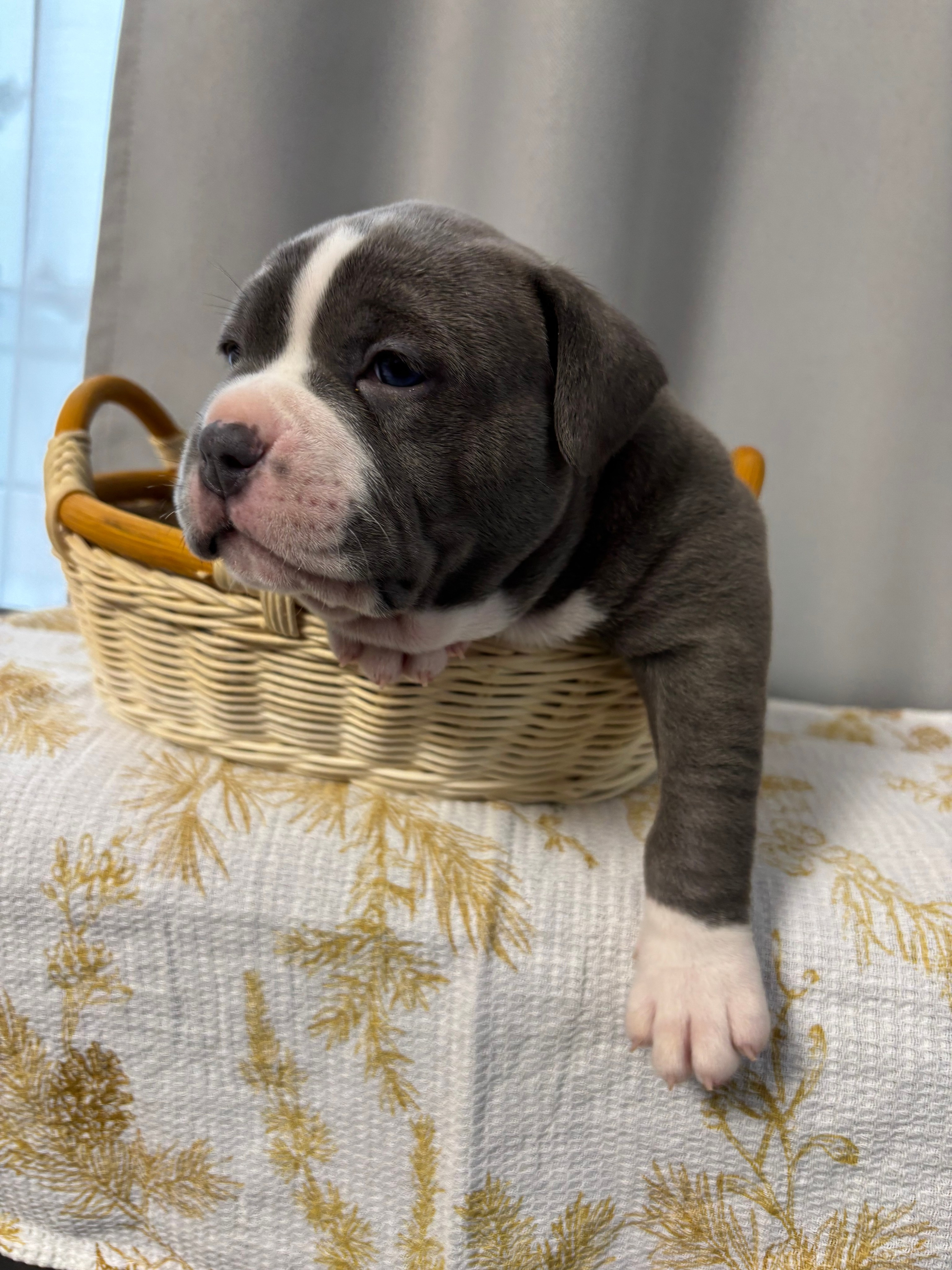 Помет Рич и Дося 04.02.25. Американский Булли в г. Ростов-на-Дону. Питомник THE POWER OF SIBERIA