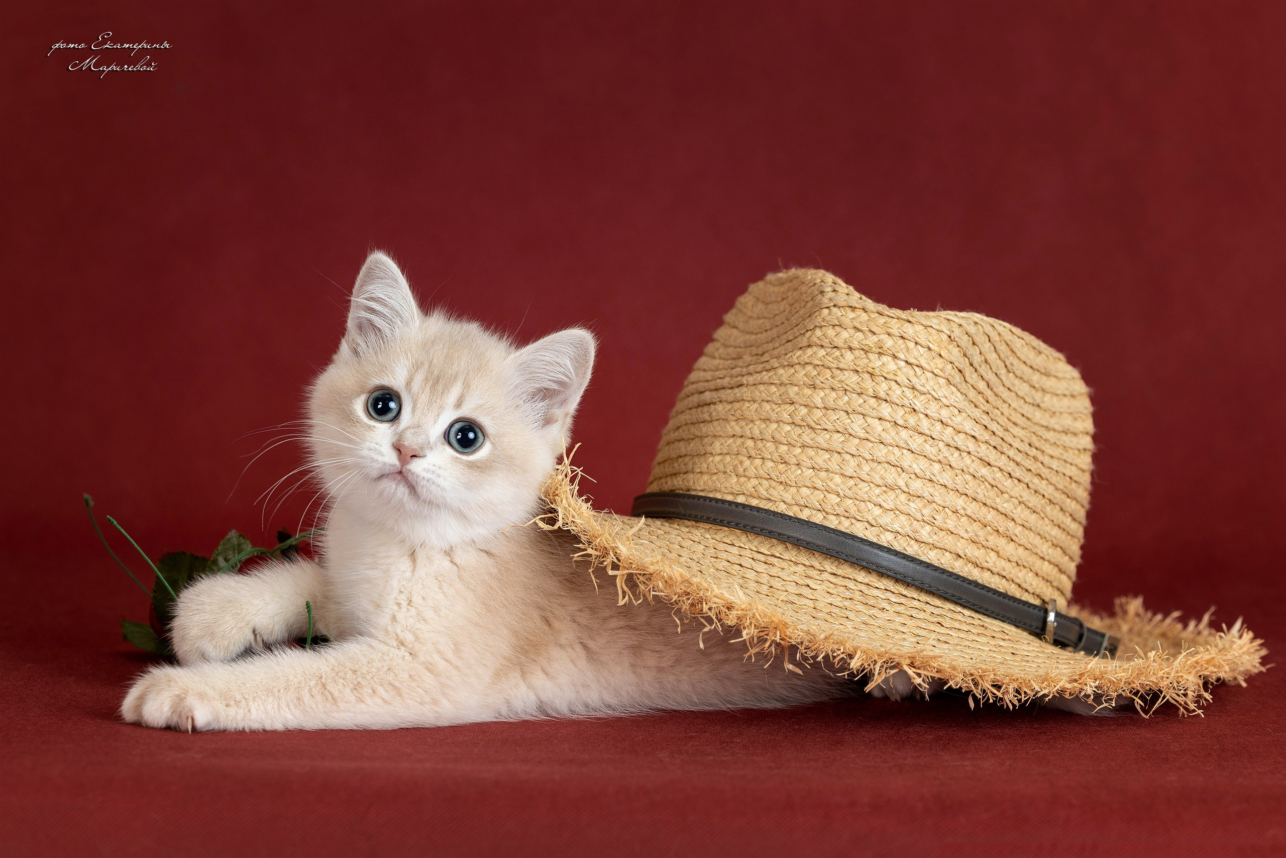 Студийная съёмка на моей территории. Фотограф-анималист в Омске Екатерина Маричева