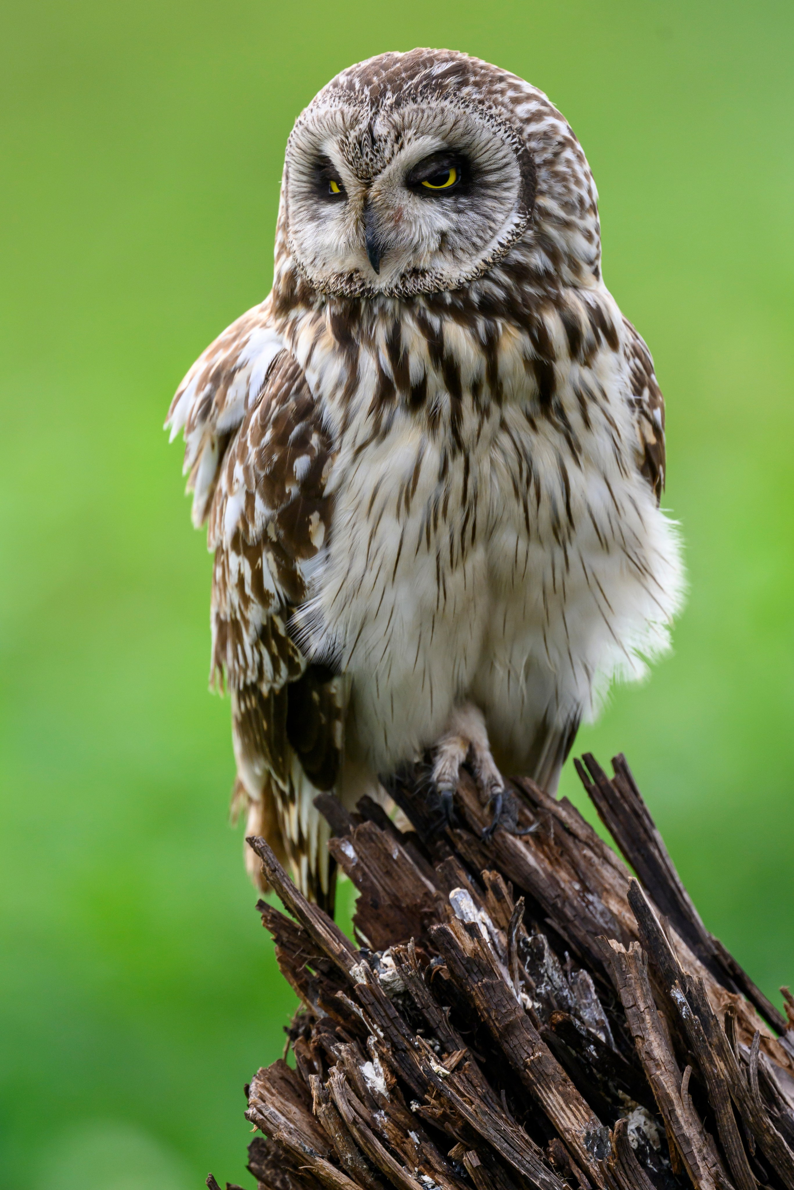 Мэрилин Монро | Marilyn Monroe. Фотограф Сергей Пупонин