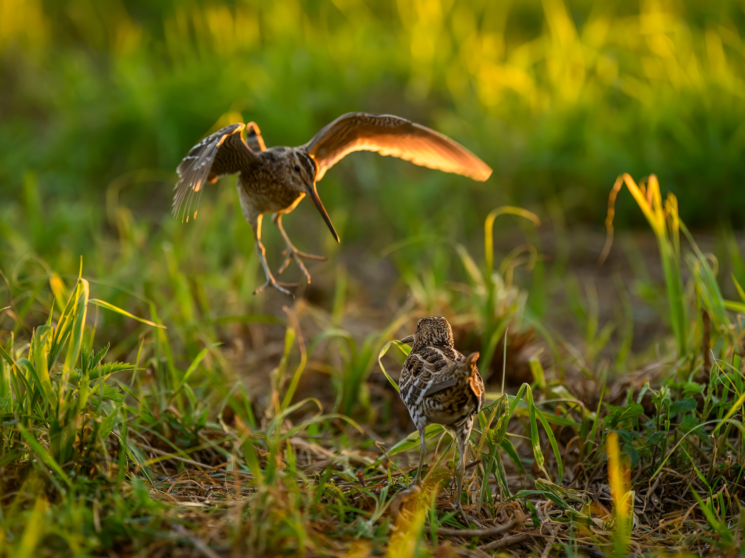 Дупелиный ток: настоящие гусары!. Фотограф Сергей Пупонин