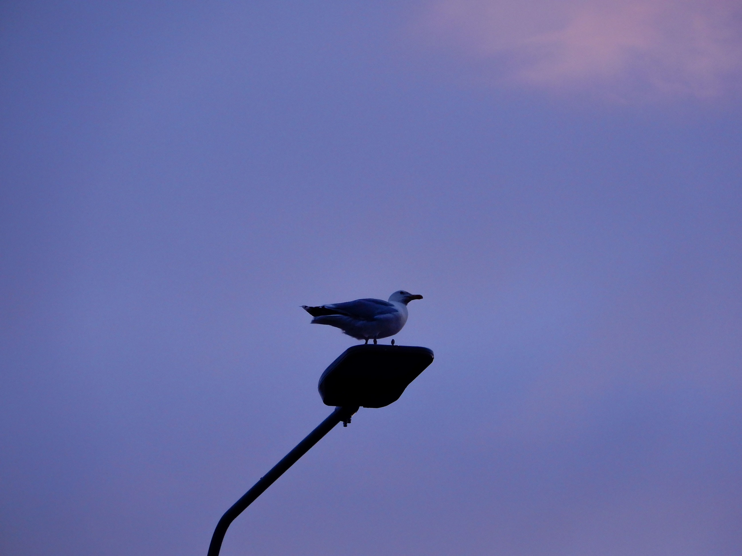 Фото моих студентов: Вступление. Фотограф Cyberkyrie