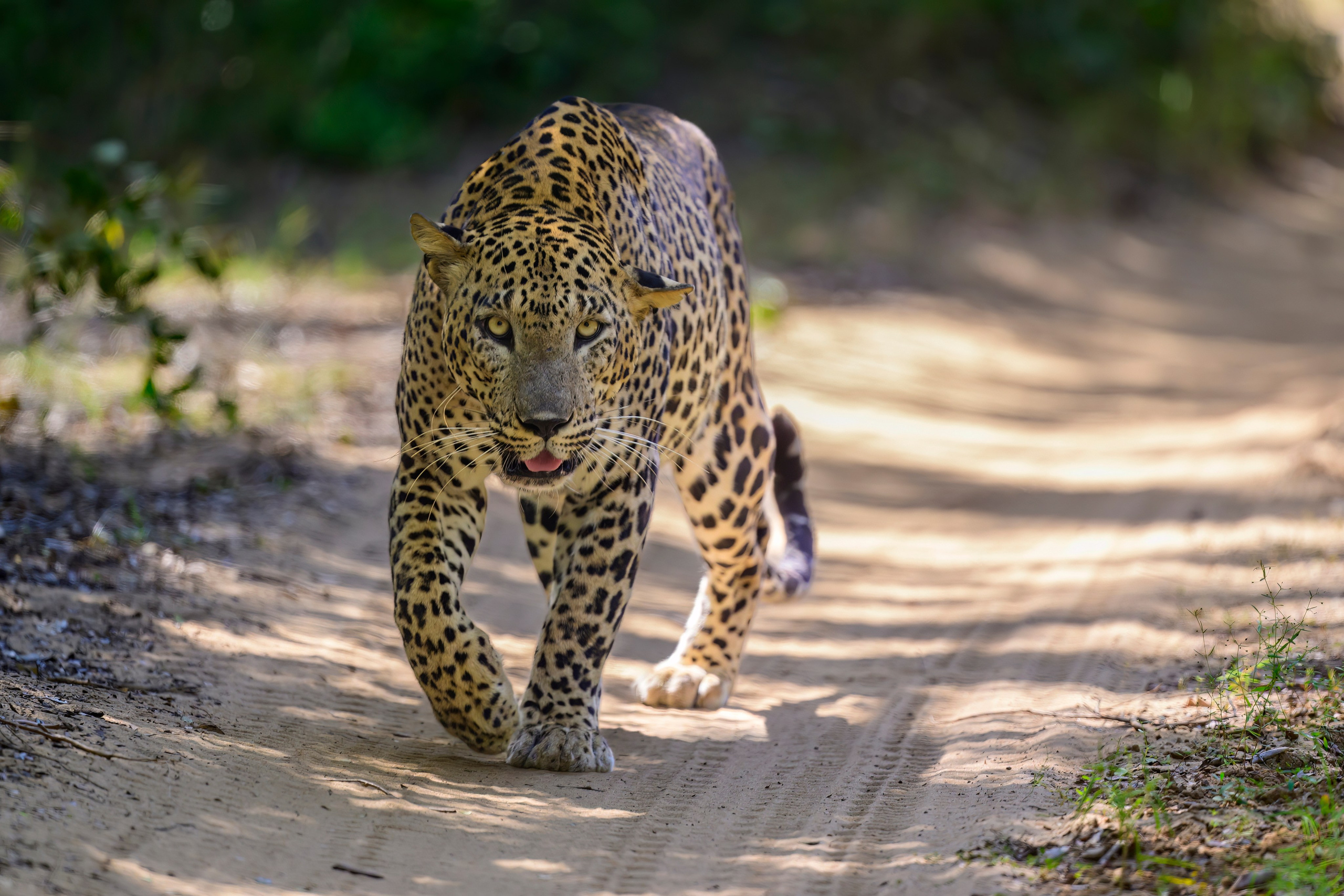 Большие кошки | Big cats. Фотограф Сергей Пупонин