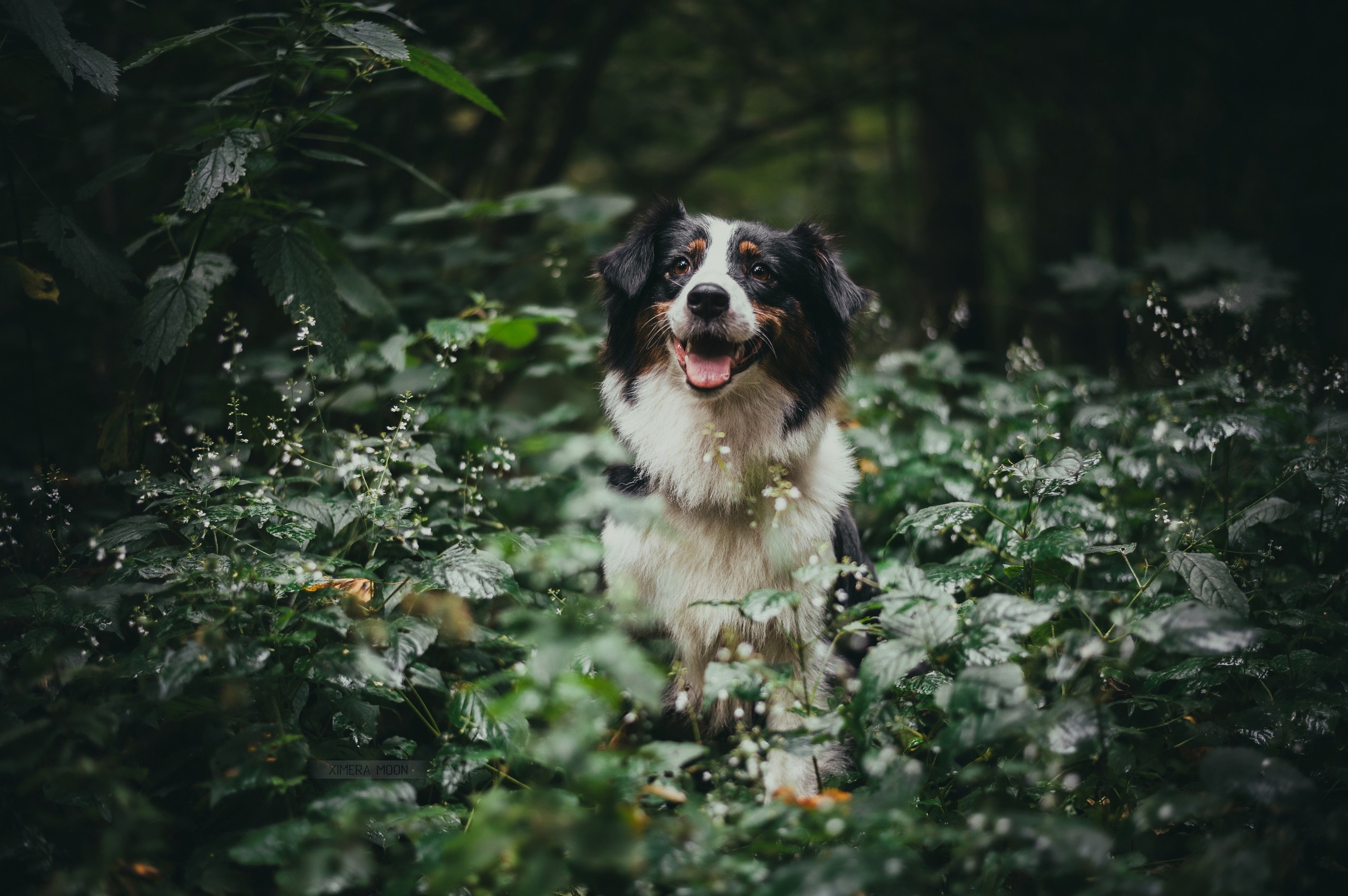 Нами. BLGKV питомник собак