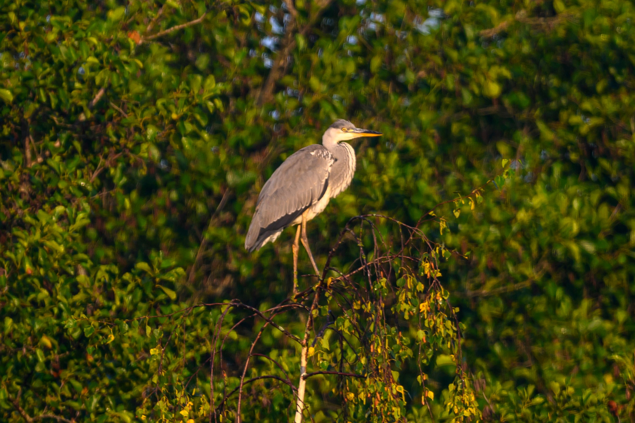 Стычка луня и осоеда, журавли. Wildlife photography by Sergey Puponin
