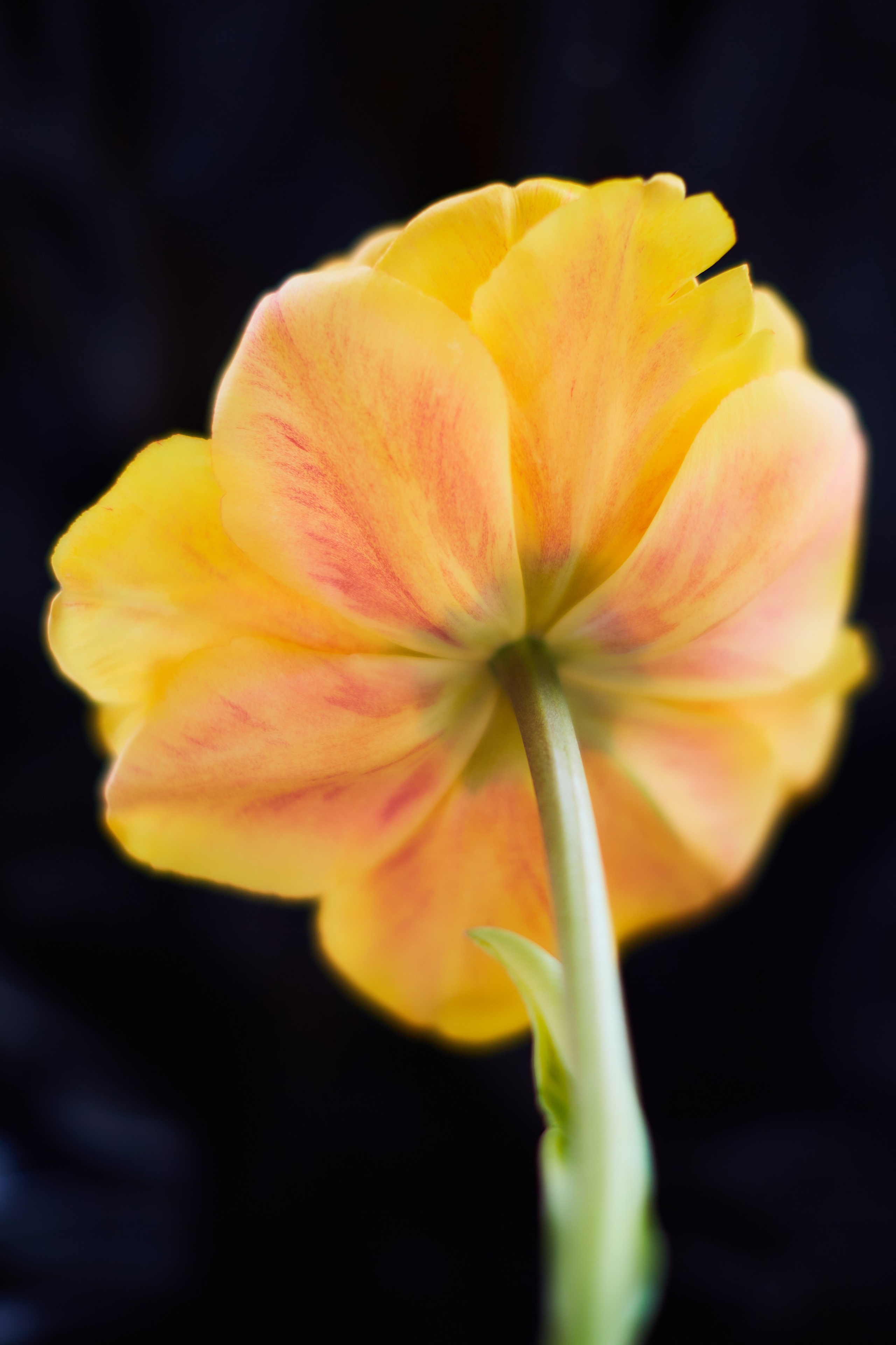 HEYDAY. Daria Blinova