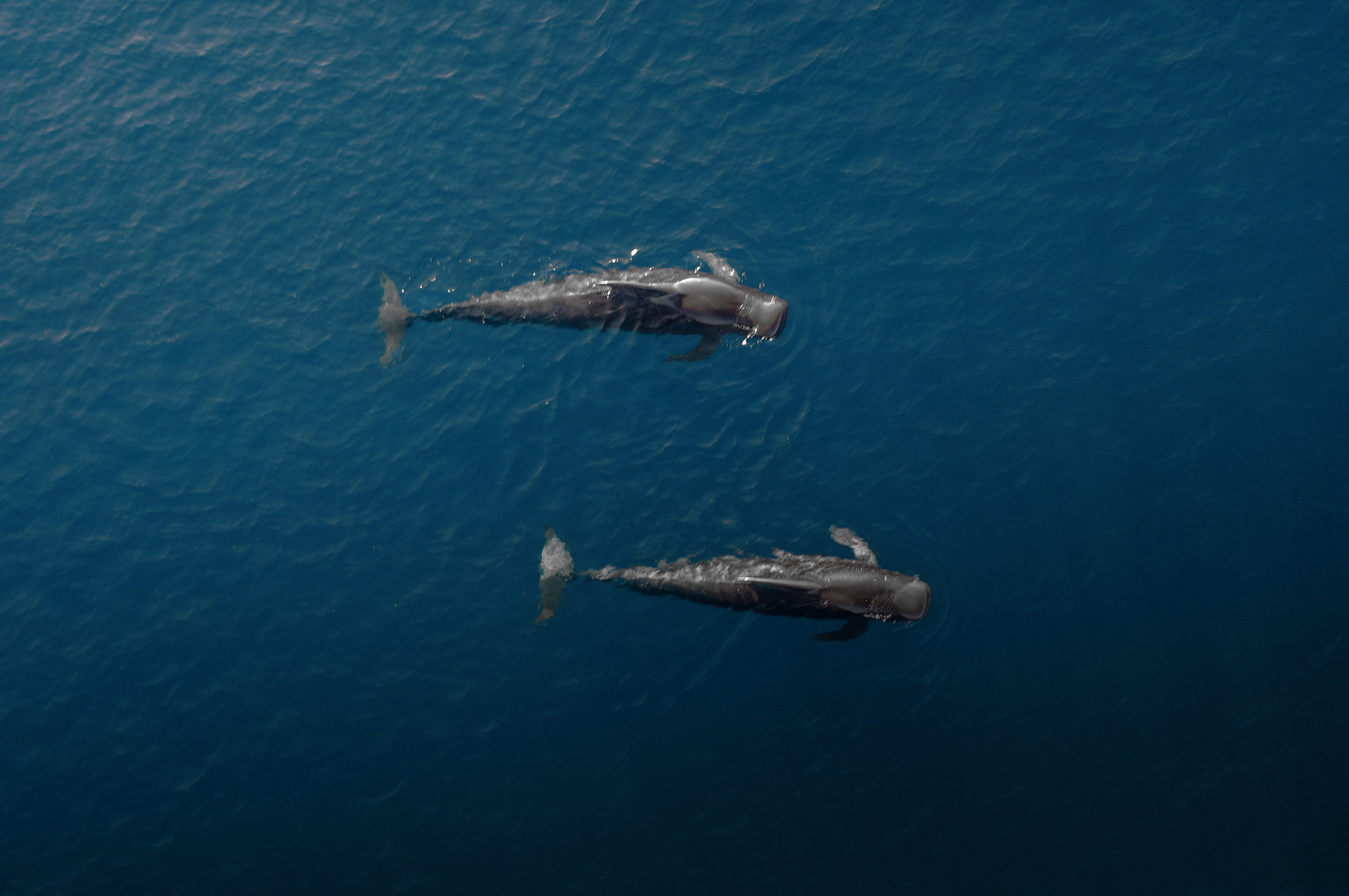 Туристическое агентство на Мальдивах — АЛГА