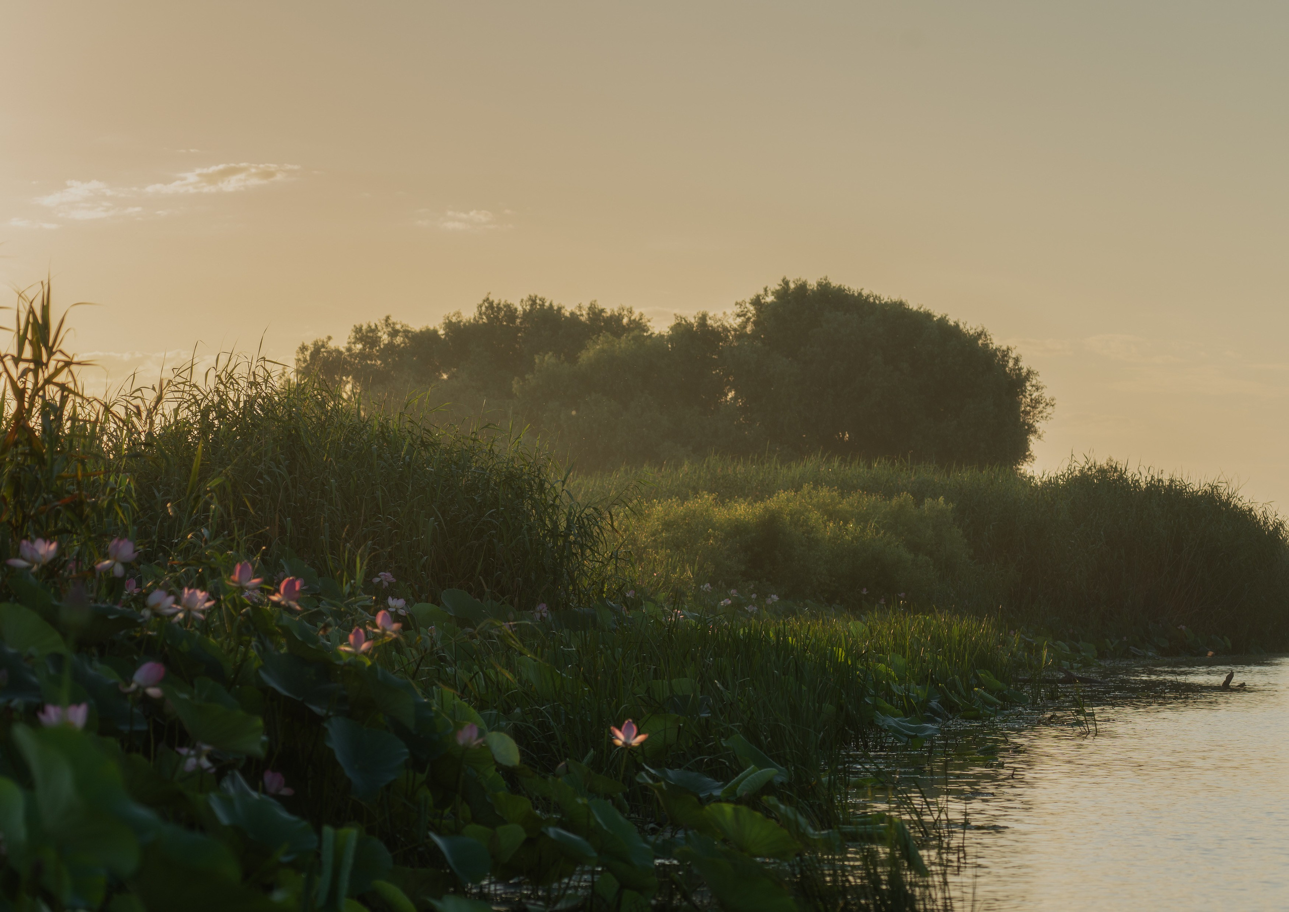 Барханы и лотосы. Июль–Август