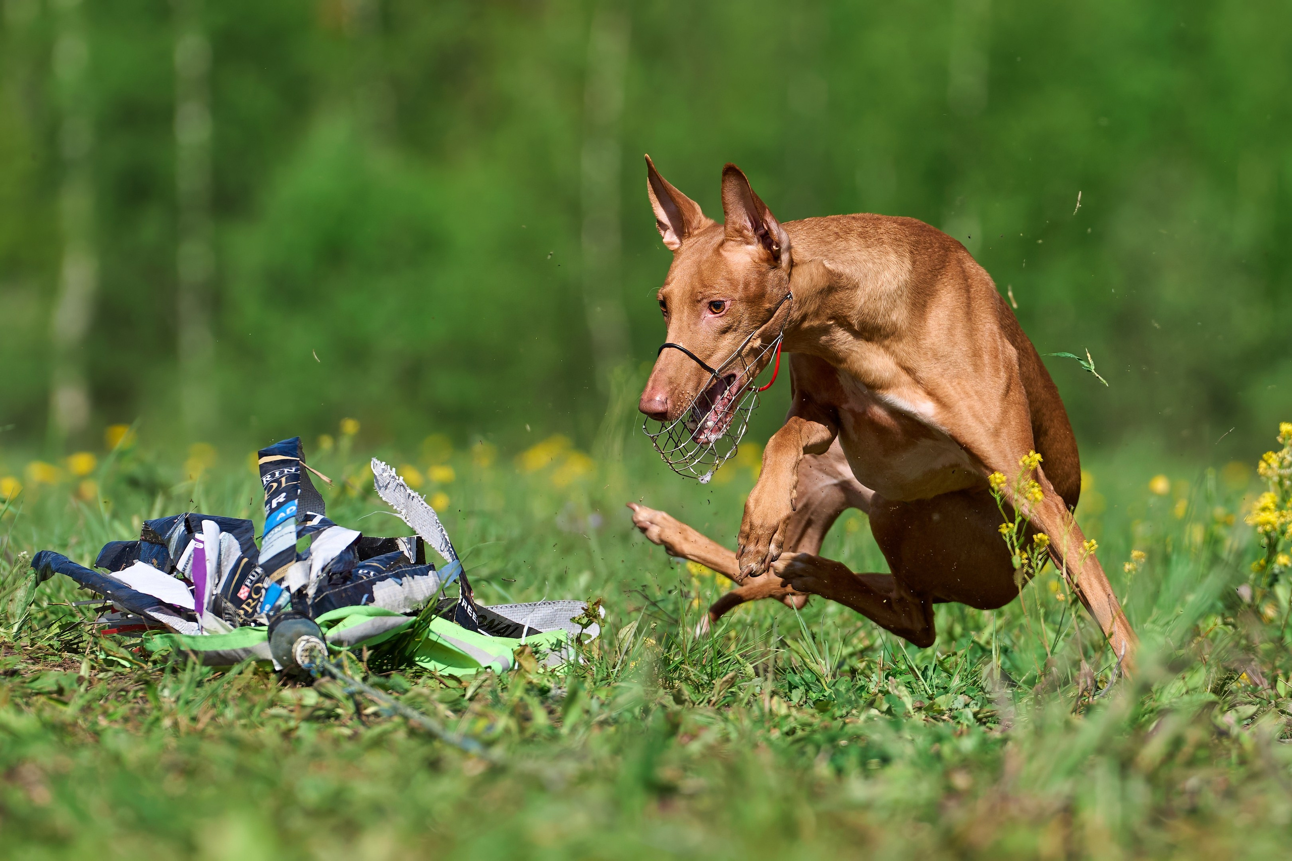 Квалификация по курсингу Донино. Фотограф-анималист Михаил Манухин