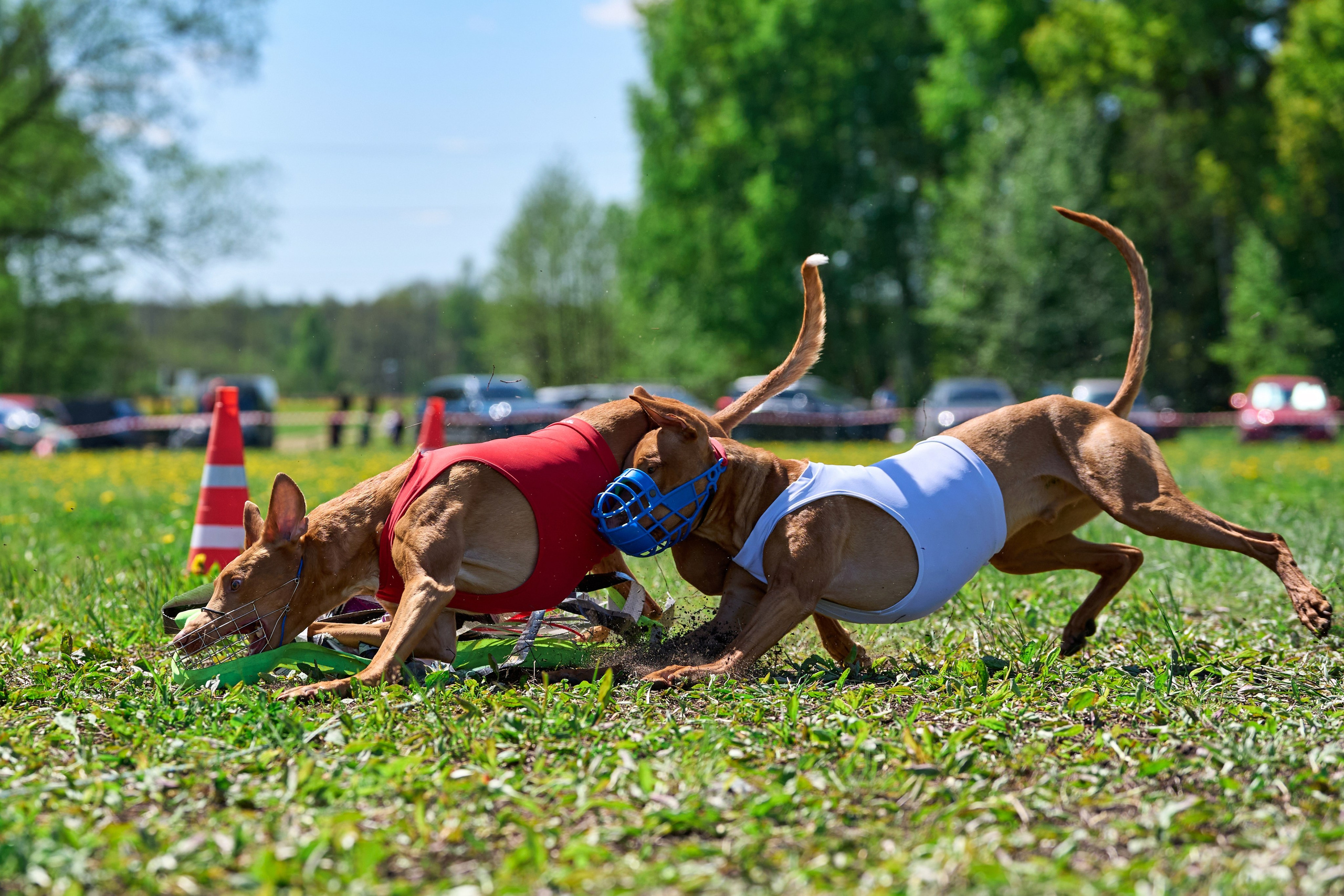 Квалификация по курсингу Донино. Фотограф-анималист Михаил Манухин