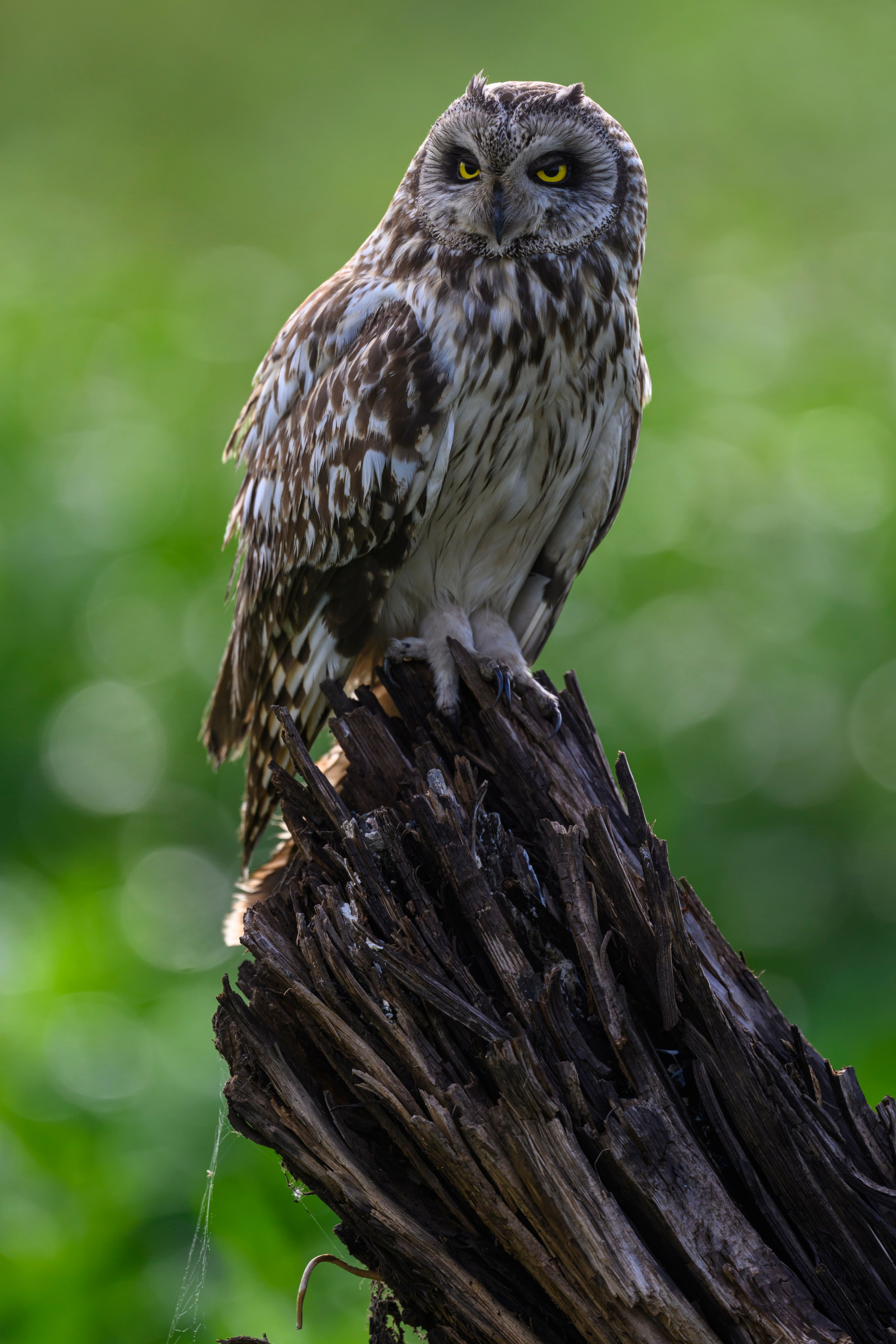Сова на рассвете. Owl at dawn. Wildlife photography by Sergey Puponin