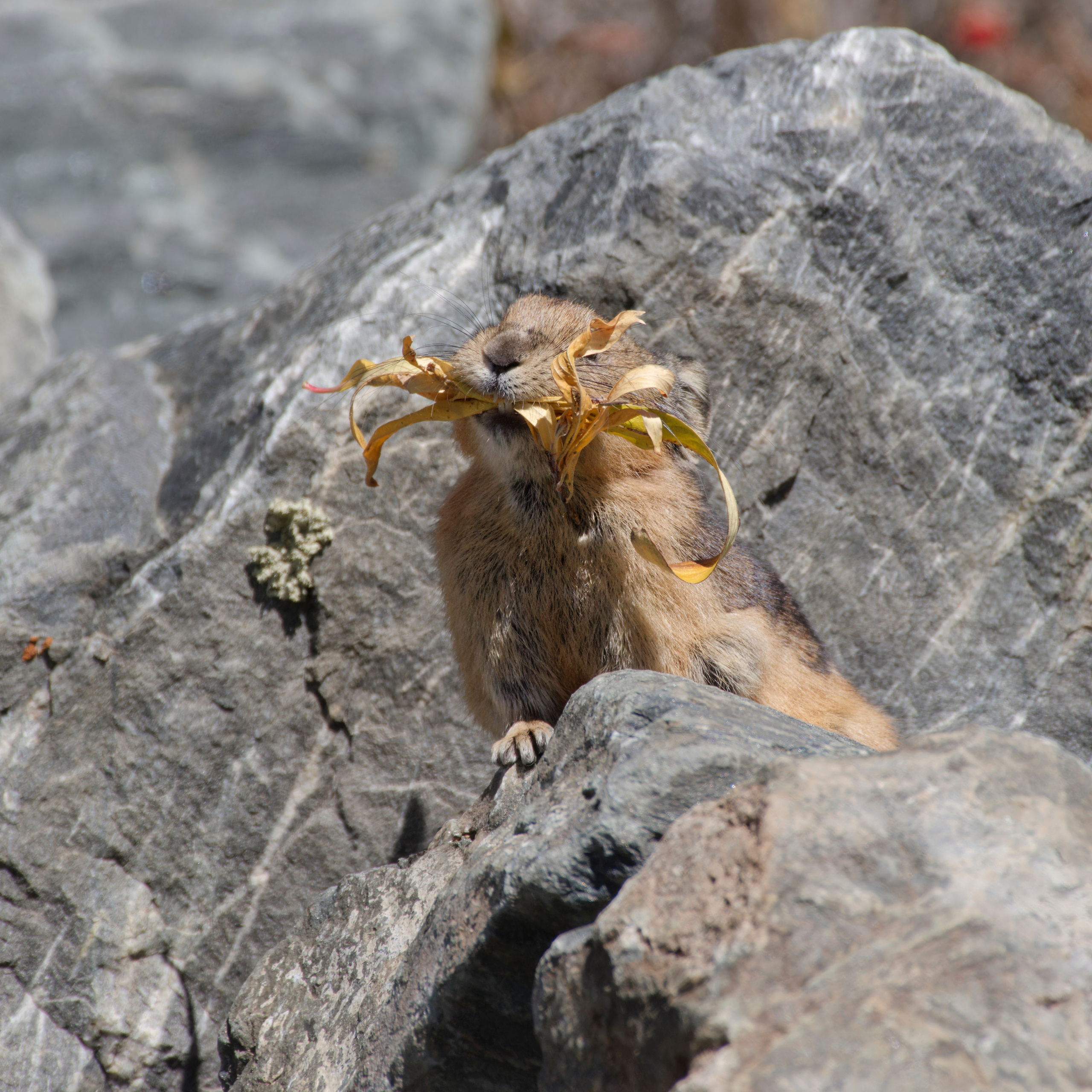 Путешествие по южному Алтаю. Семоха Валерий. Фотограф