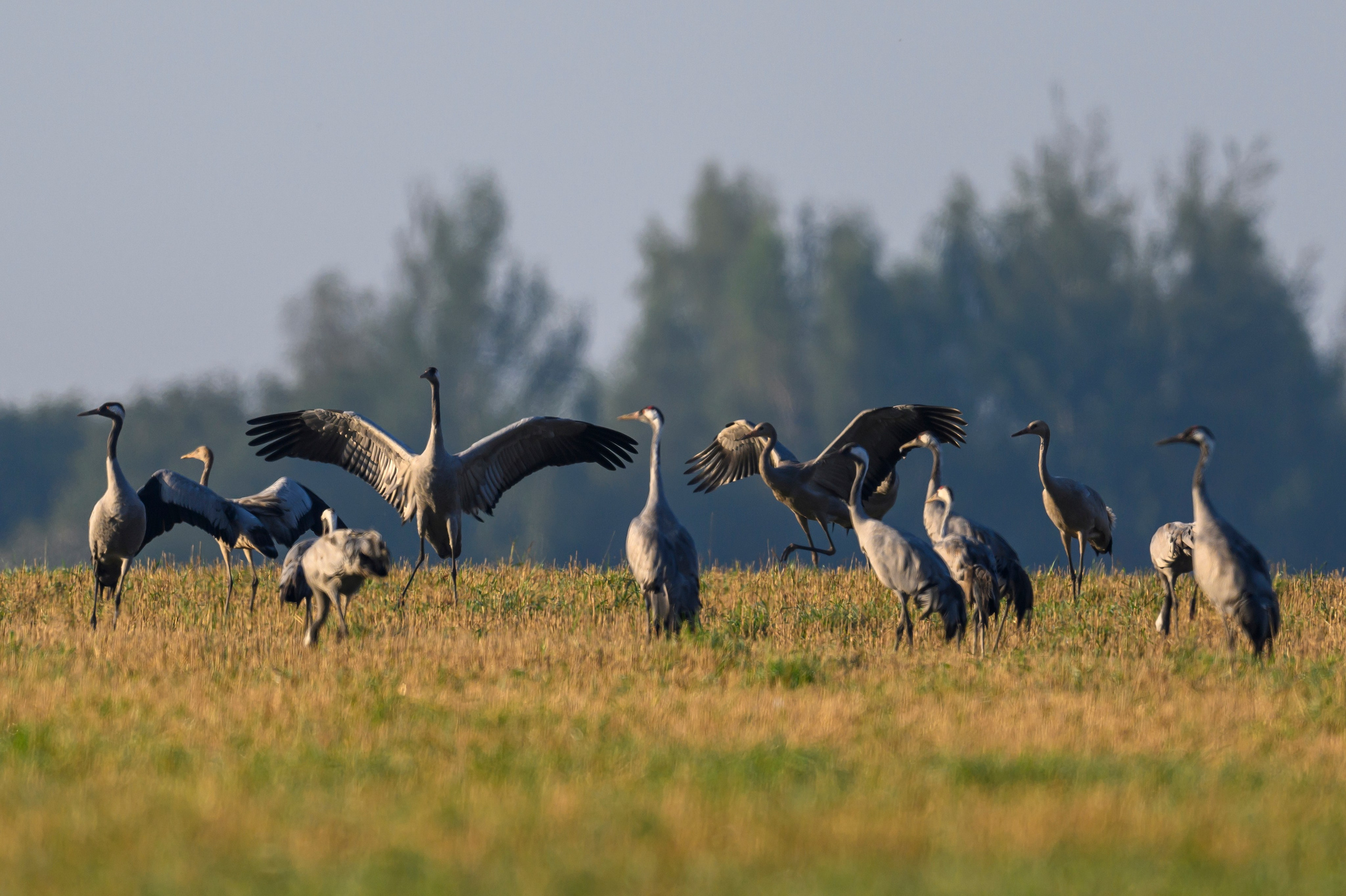 Танцы журавлей. Dances of the Cranes. Фотограф Сергей Пупонин