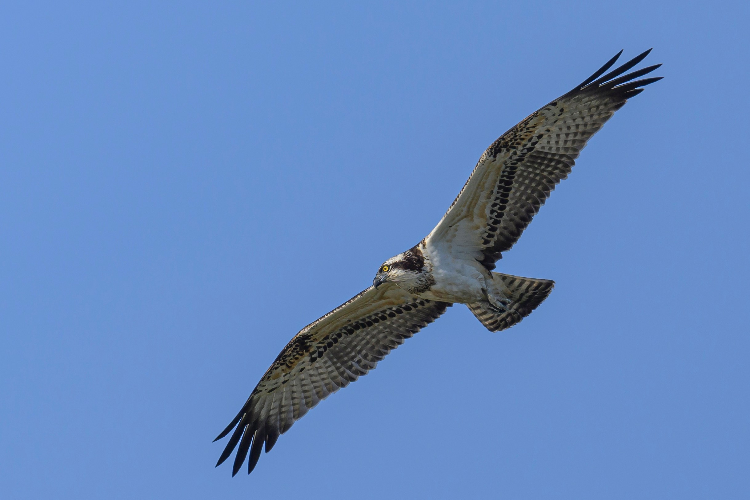 Скопа и канюк. The Osprey and the Buzzard. Фотограф Сергей Пупонин