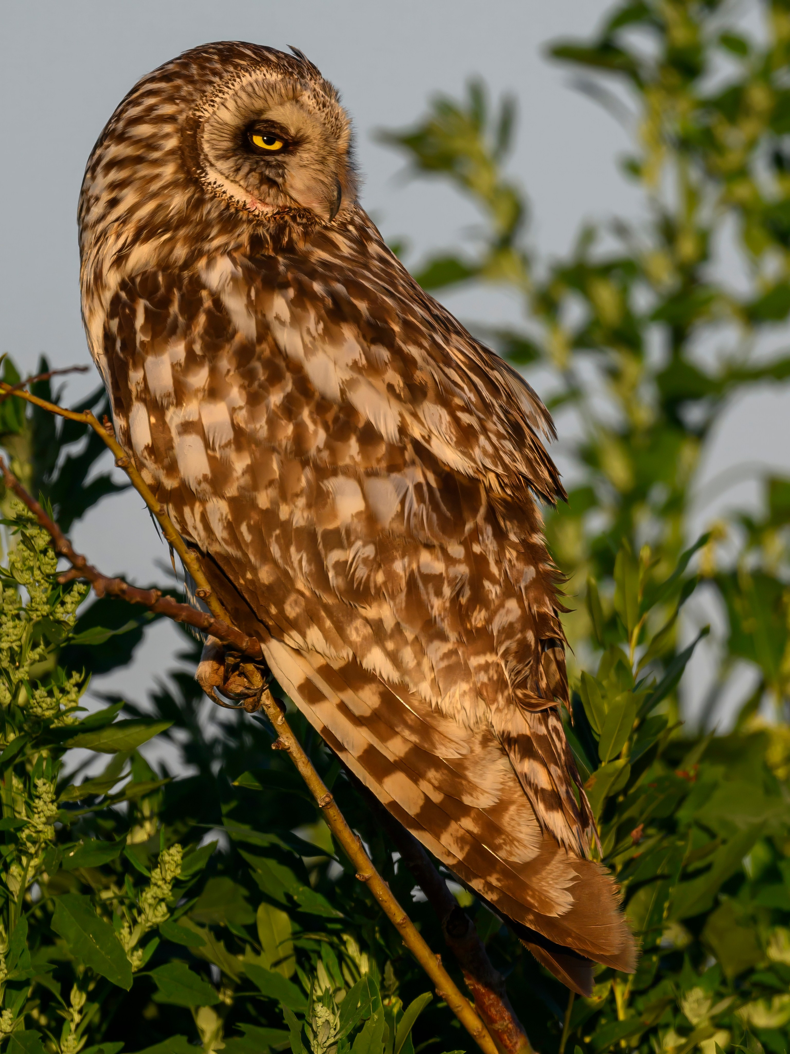 Утренний моцион совы. Owl's morning routine. Wildlife photography by Sergey Puponin
