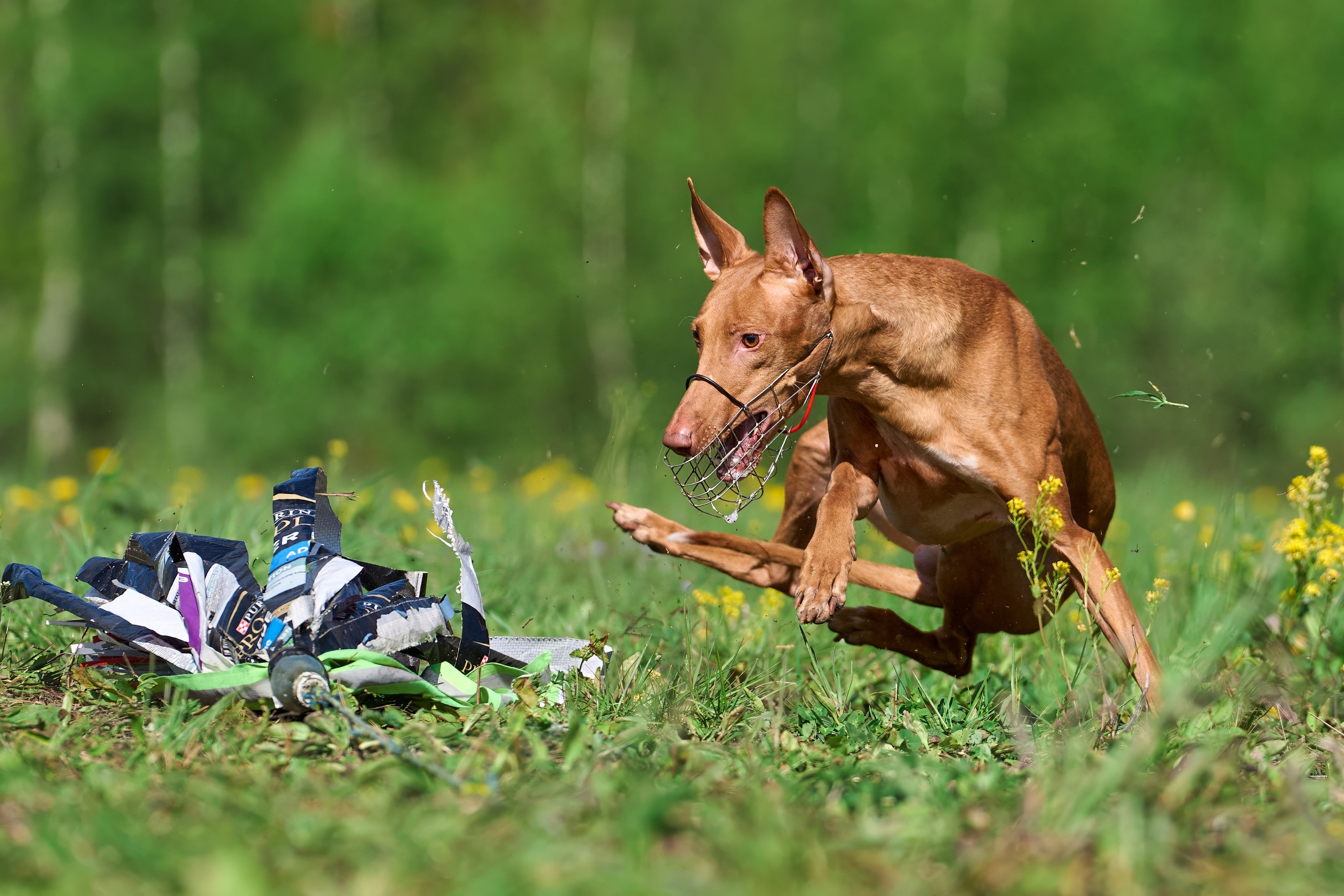 Квалификация по курсингу Донино. Фотограф-анималист Михаил Манухин